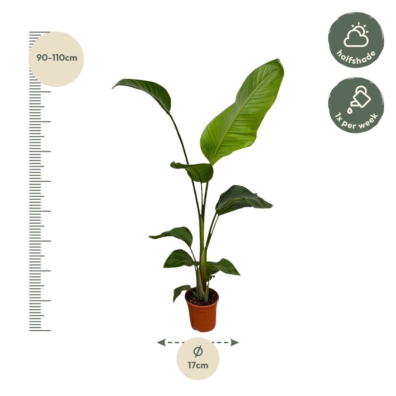 2x Strelitzia Nicolai - 100 cm - Ø17 (8721081601840)