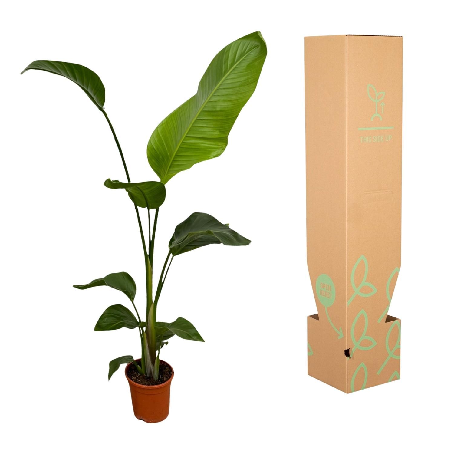 2x Strelitzia Nicolai - 100 cm - Ø17 (8721081601840)