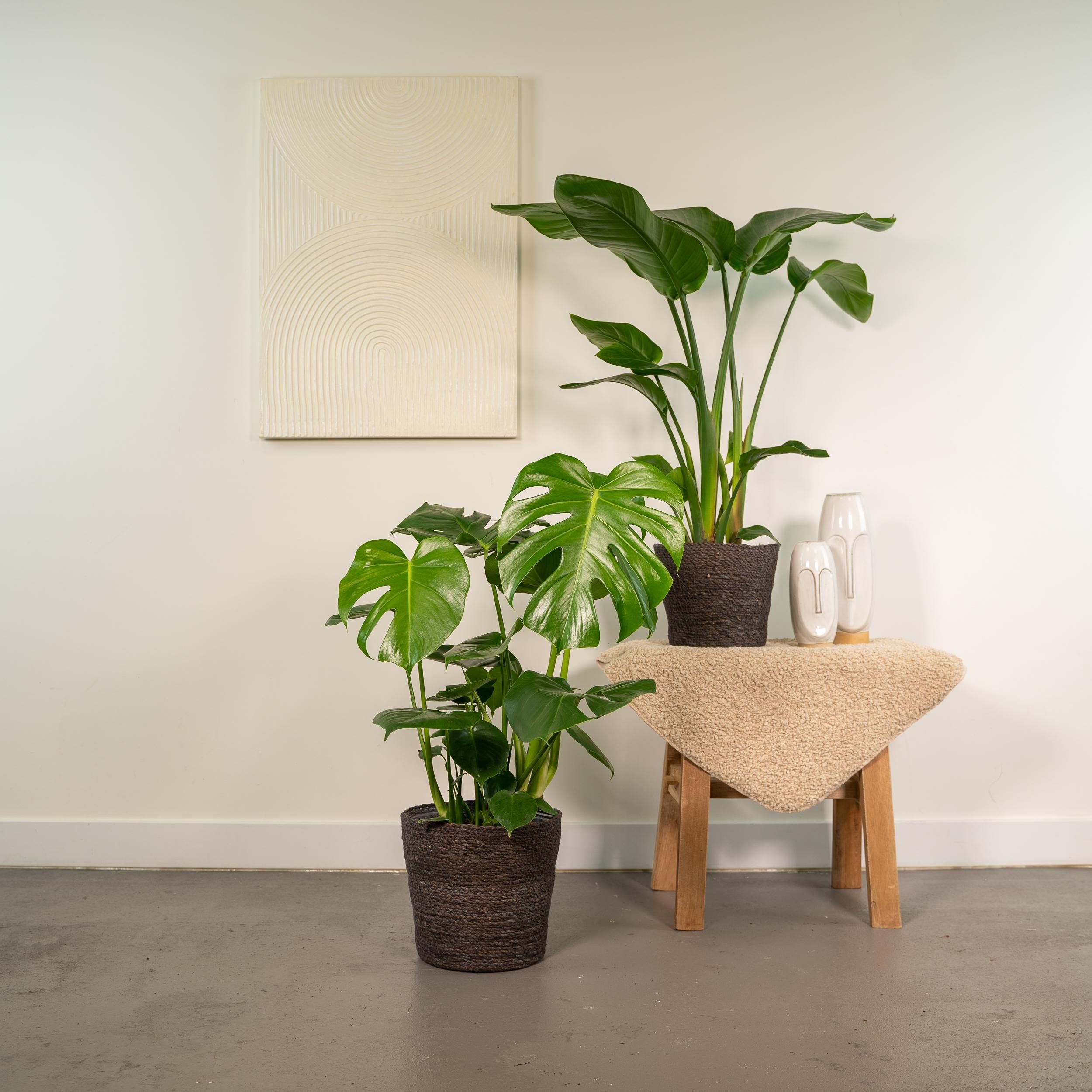 Strelitzia Nicolai - Monstera Deliciosa (8720955320108)