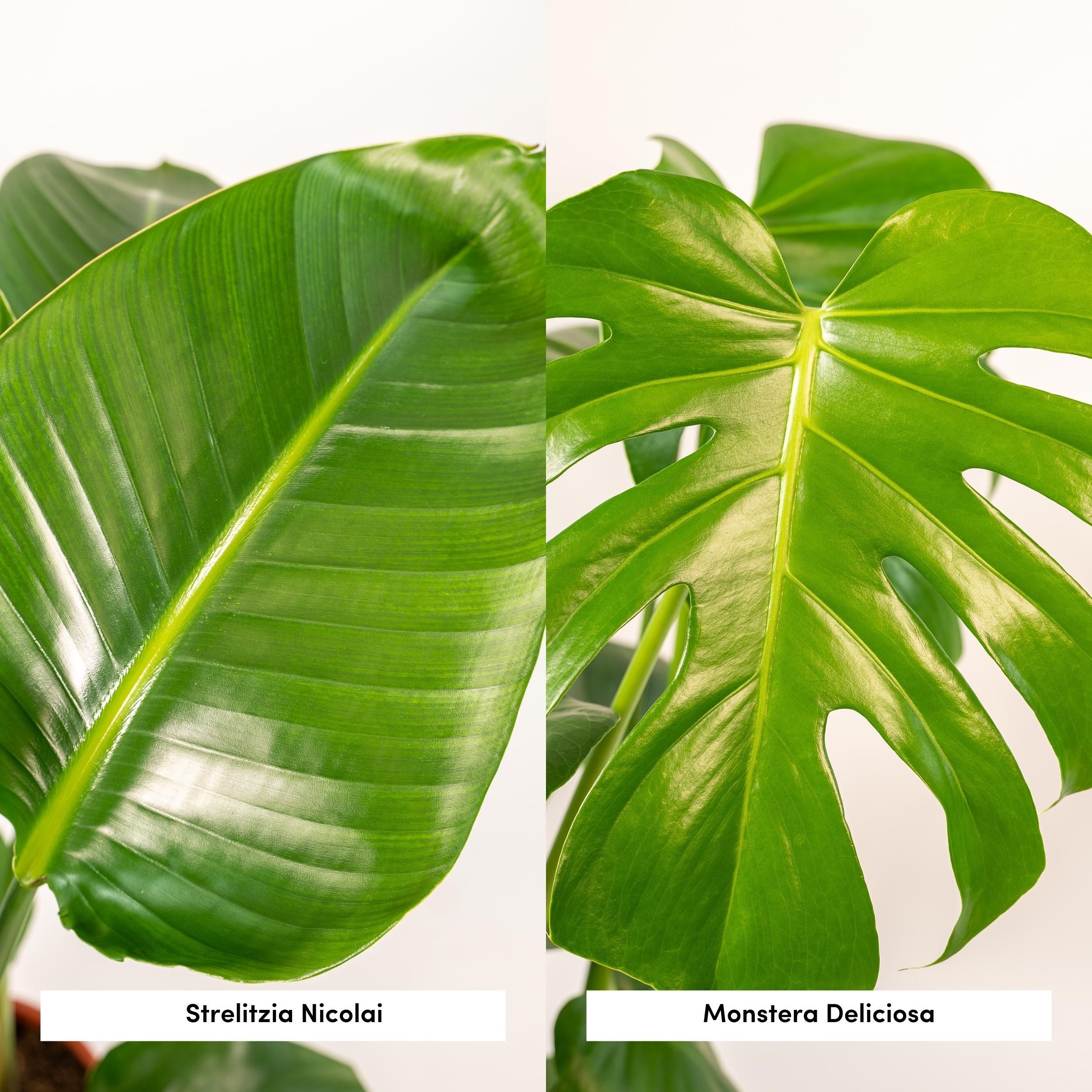 Strelitzia Nicolai - Monstera Deliciosa (8720955320108)