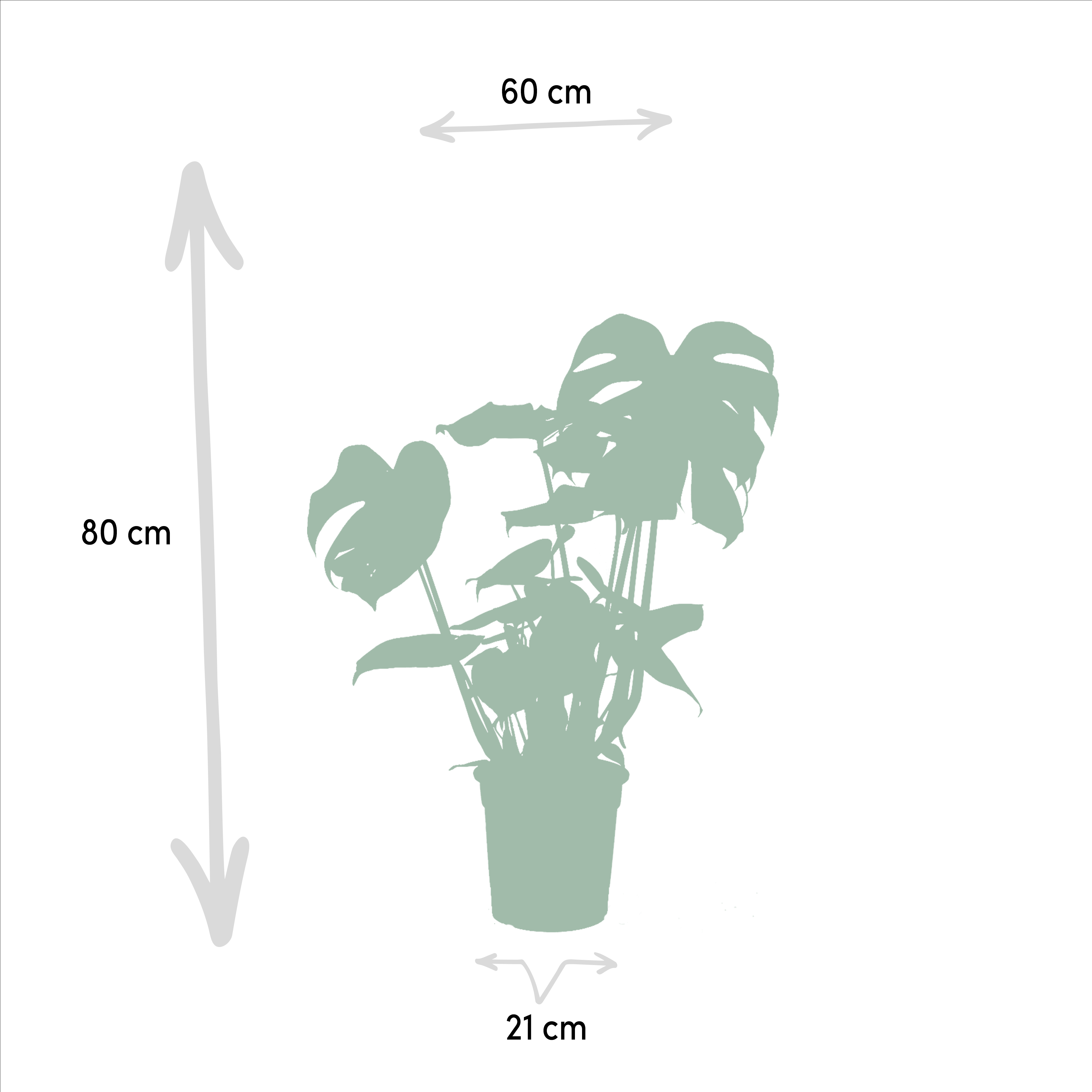 Strelitzia Nicolai - Monstera Deliciosa (8720955320108)