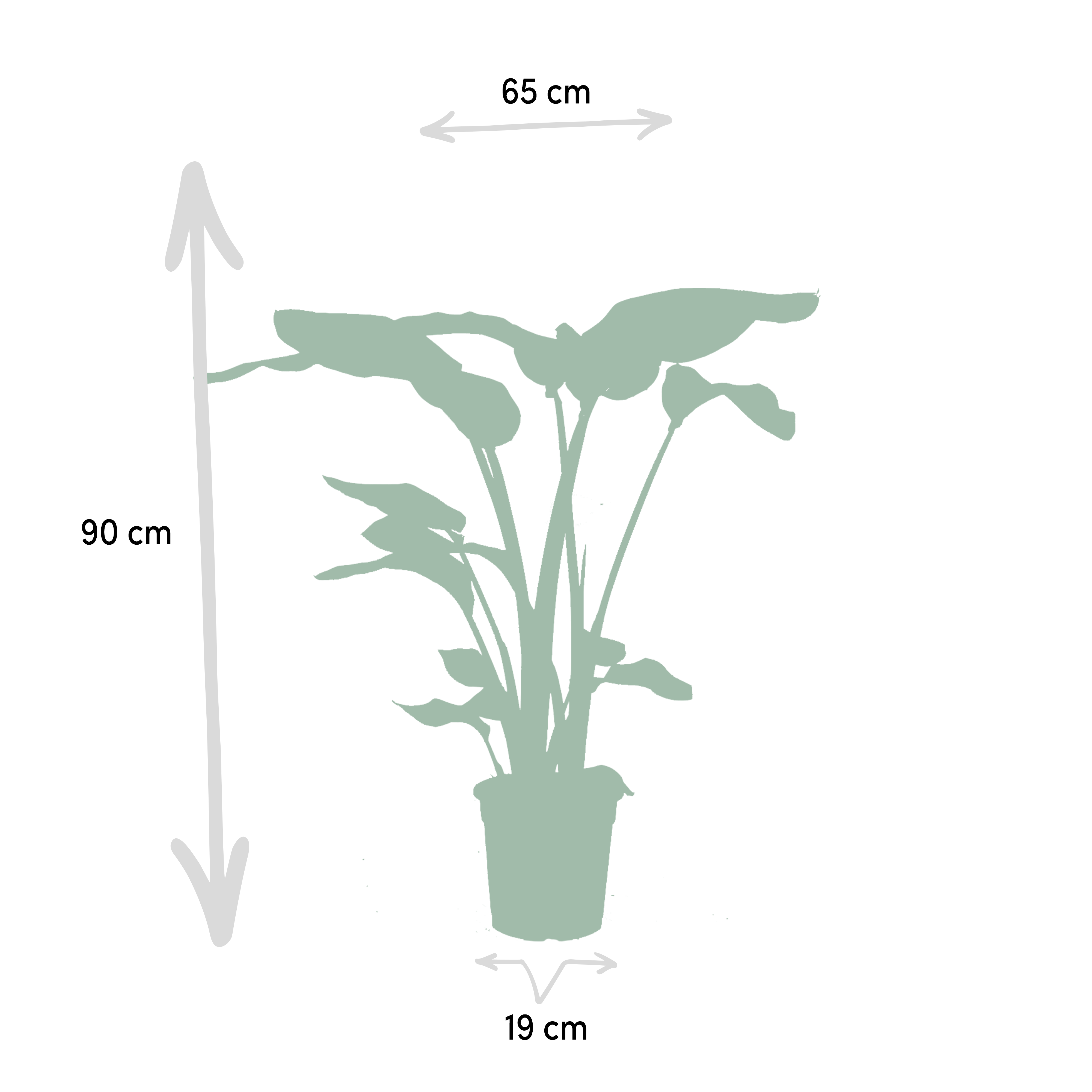 Strelitzia Nicolai - Monstera Deliciosa (8720955320108)