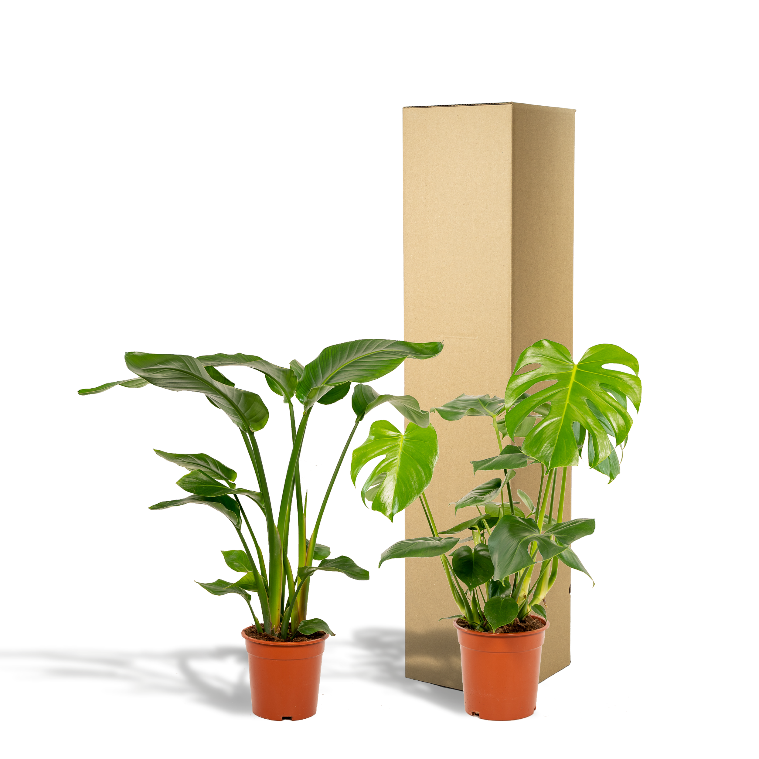 Strelitzia Nicolai - Monstera Deliciosa (8720955320108)