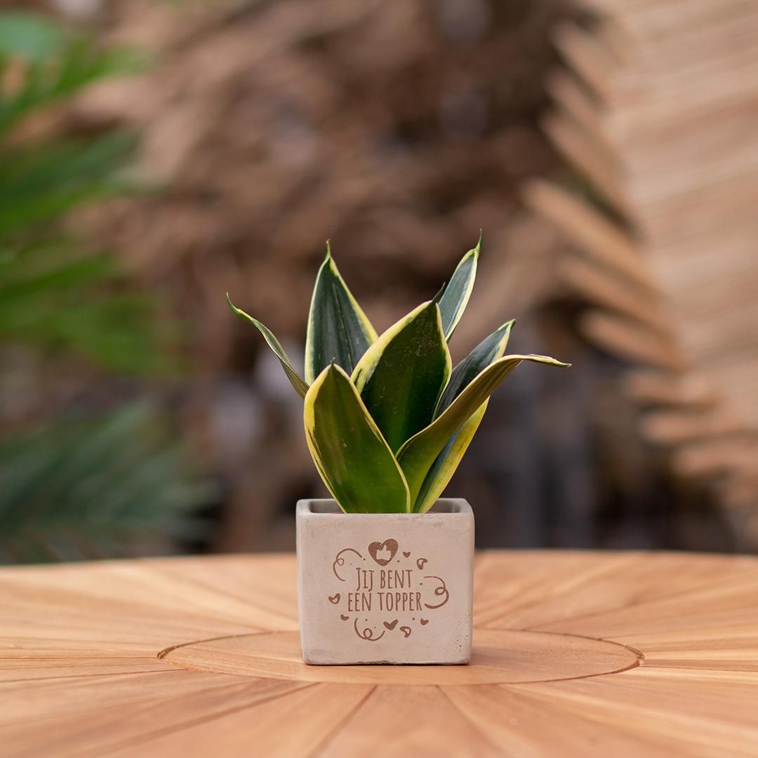 Congreet plantpots + Sansevieria | Jij bent een topper (8721225131356)