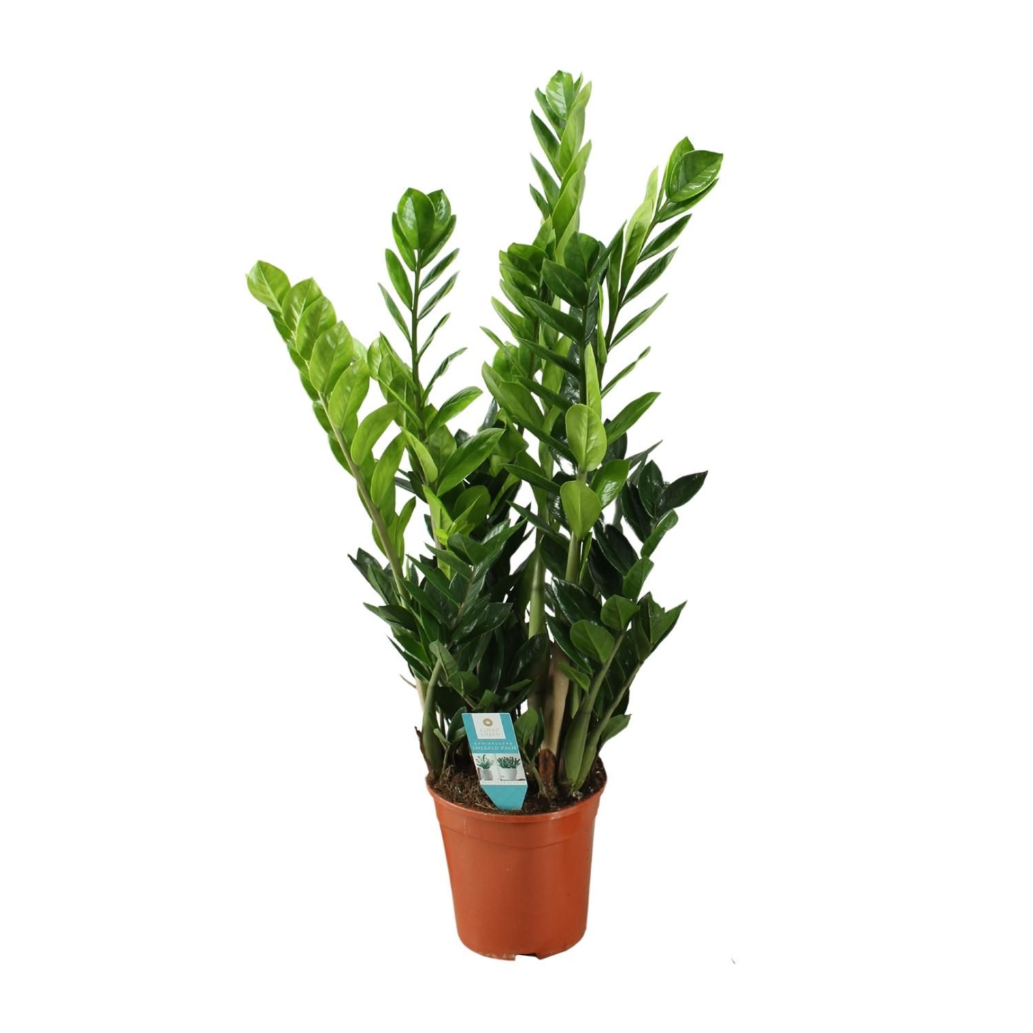 Zamioculcas 21cm (22455)