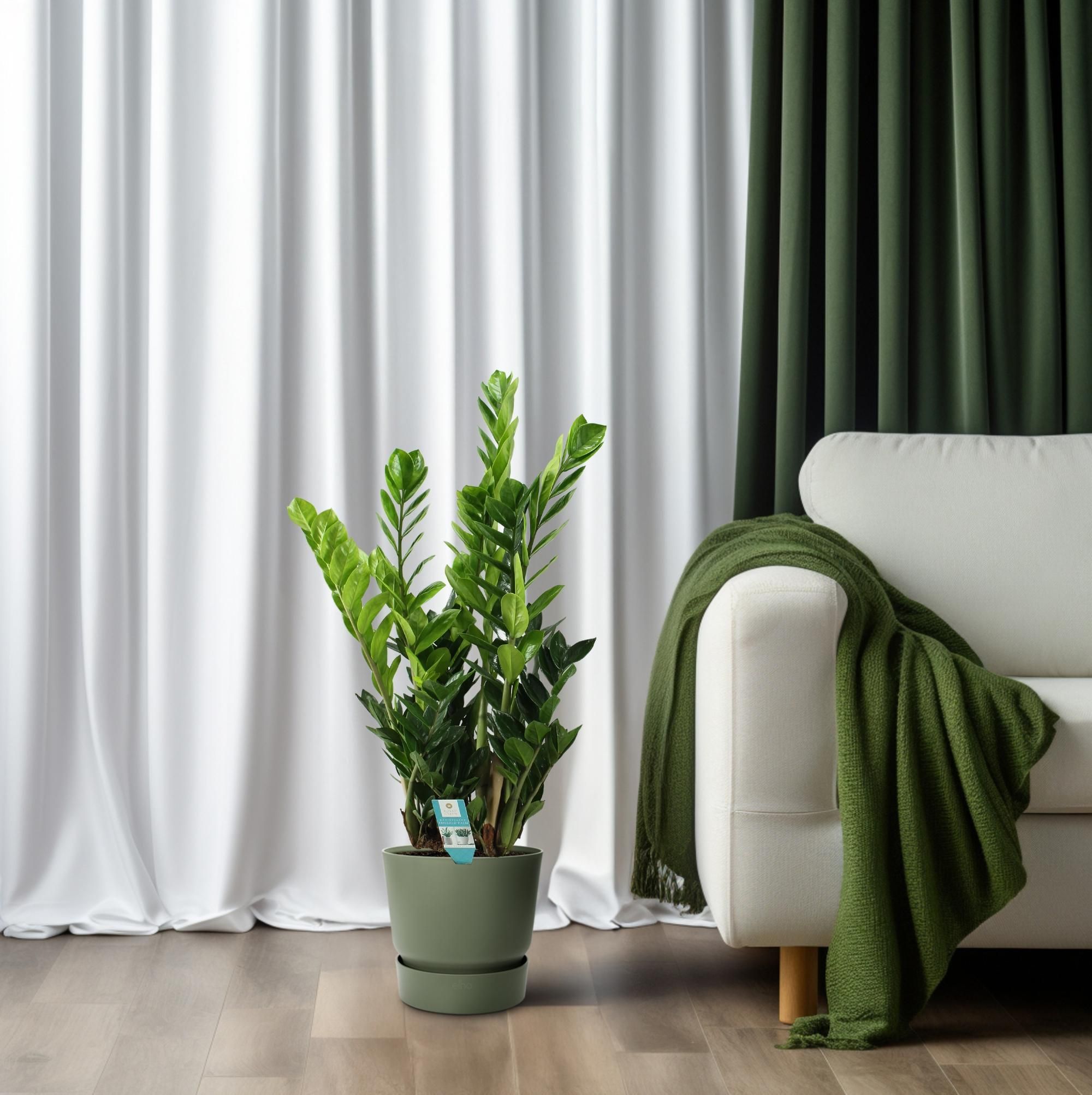 Zamioculcas 21cm (22455)