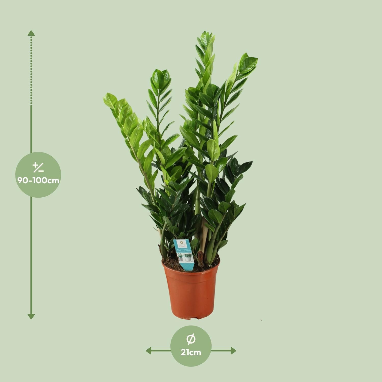 Zamioculcas 21cm (22455)