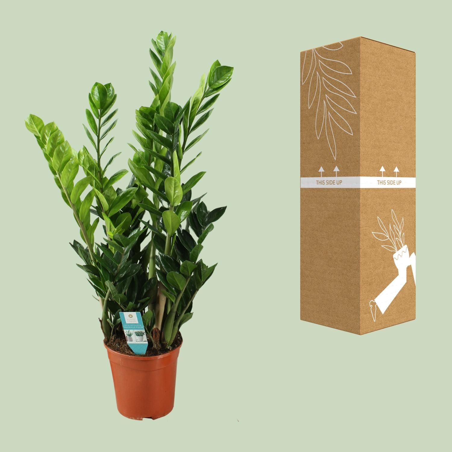 Zamioculcas 21cm (22455)