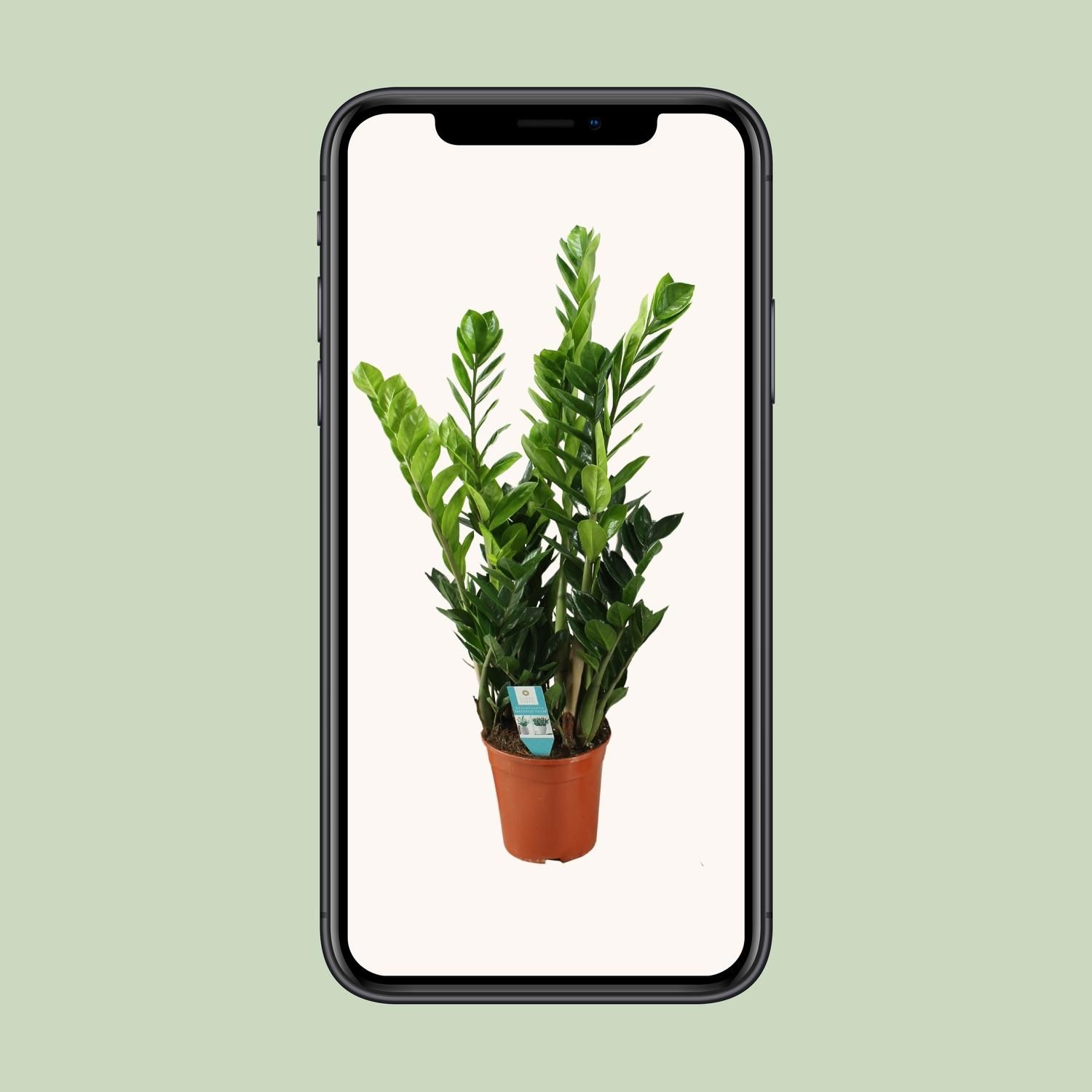Zamioculcas 21cm (22455)