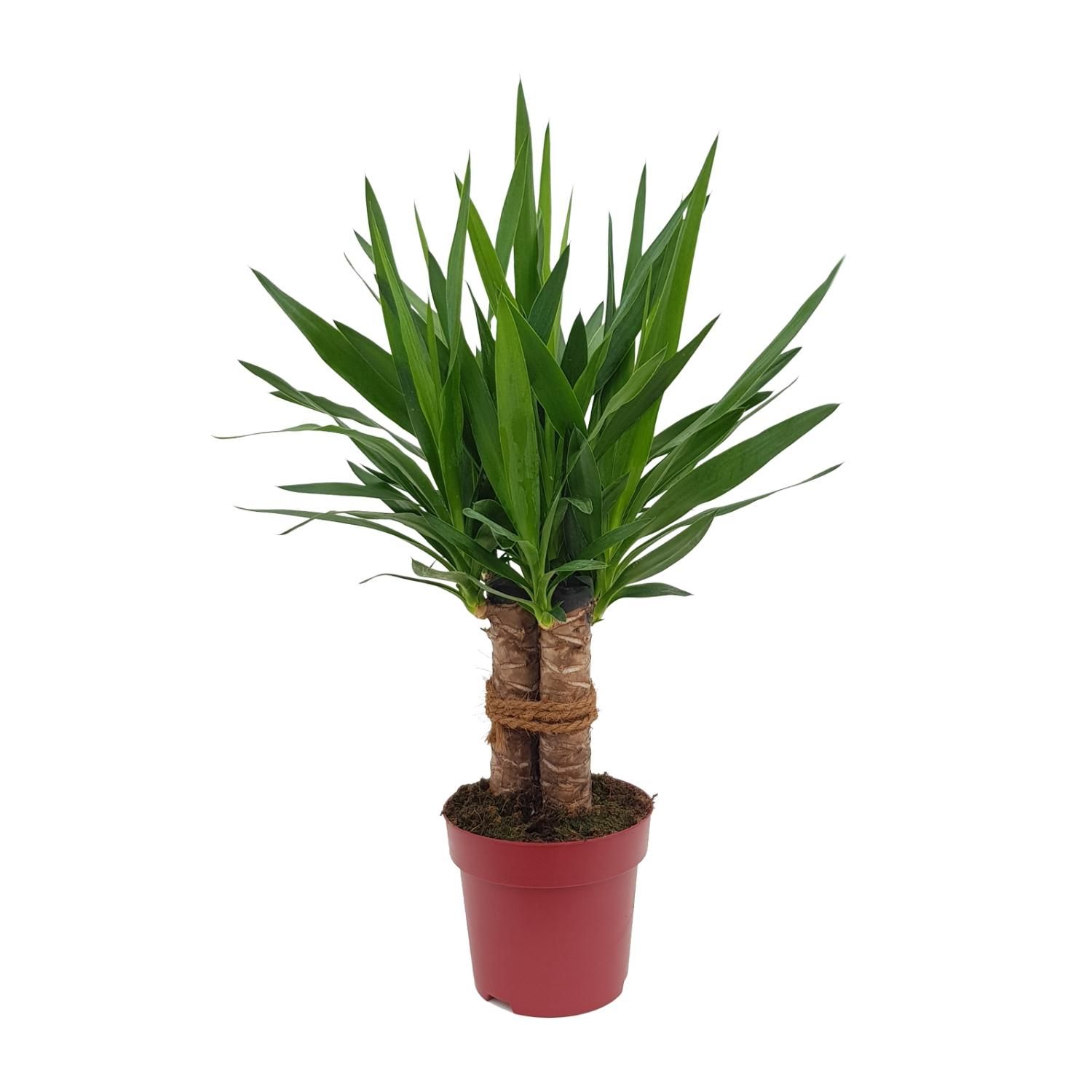 Yucca "Tres Cañas" 30 Stam P19 (25312)