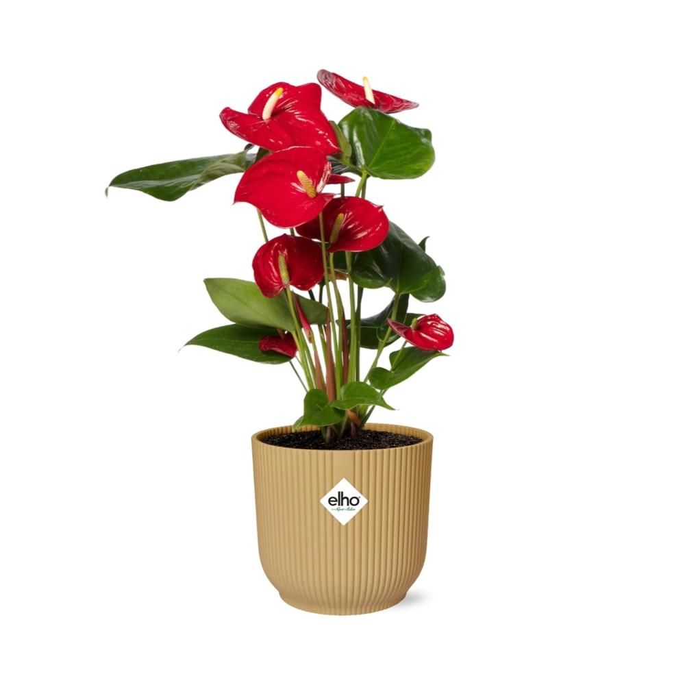 Anthurium Red 12cm in ELHO Vibes Fold 14cm geel (21692)