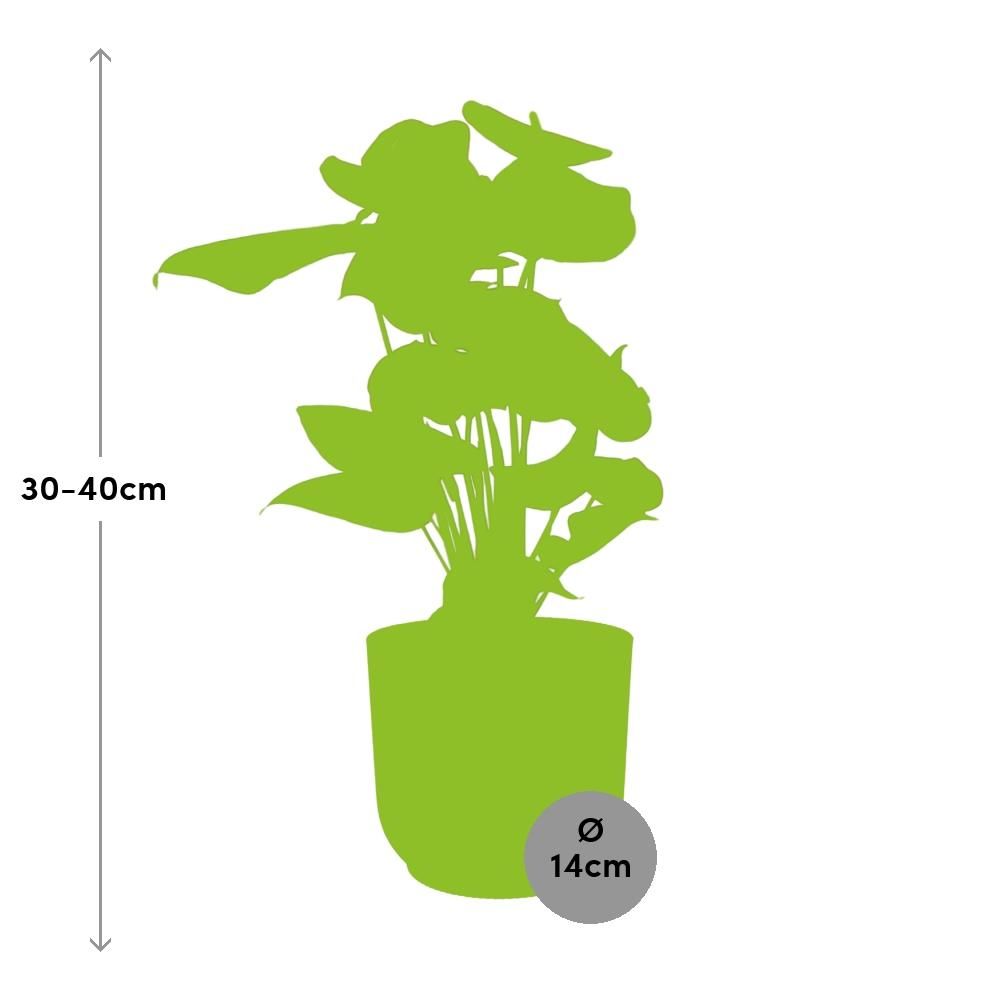 Anthurium Red 12cm in ELHO Vibes Fold 14cm geel (21692)