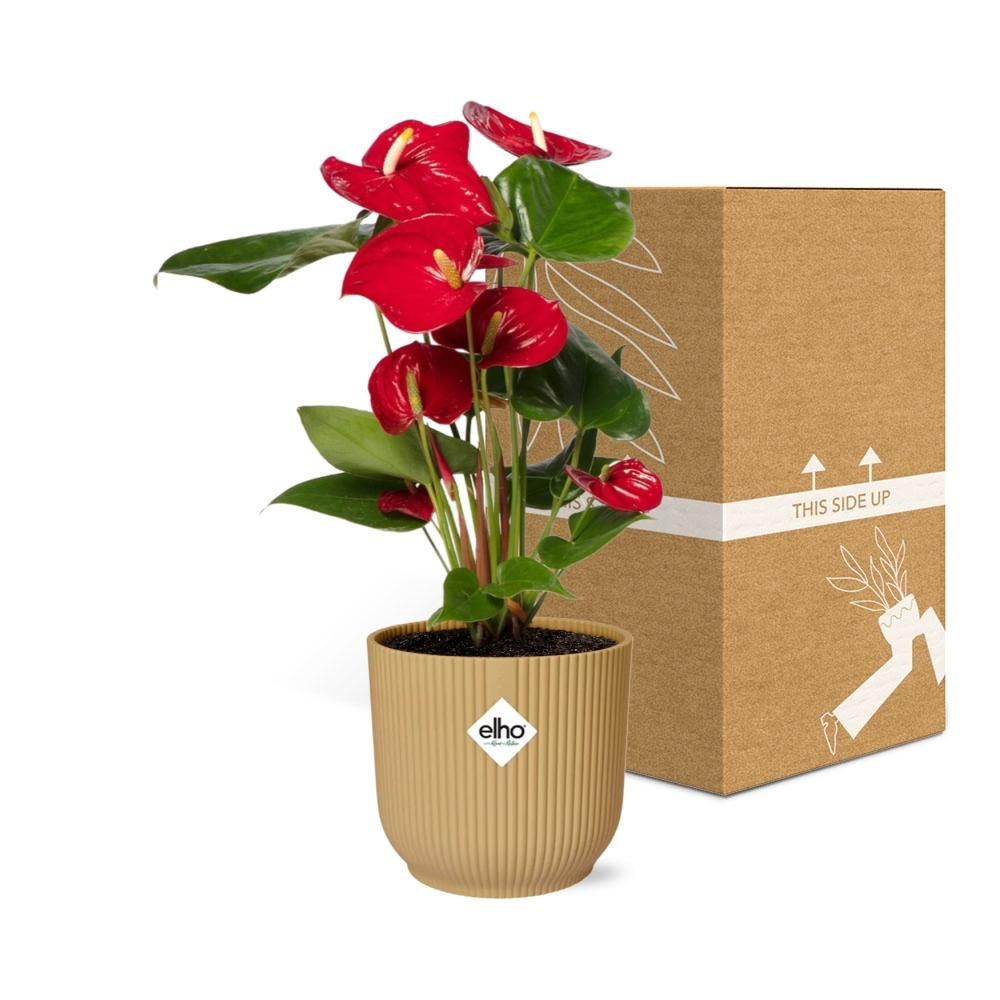 Anthurium Red 12cm in ELHO Vibes Fold 14cm geel (21692)