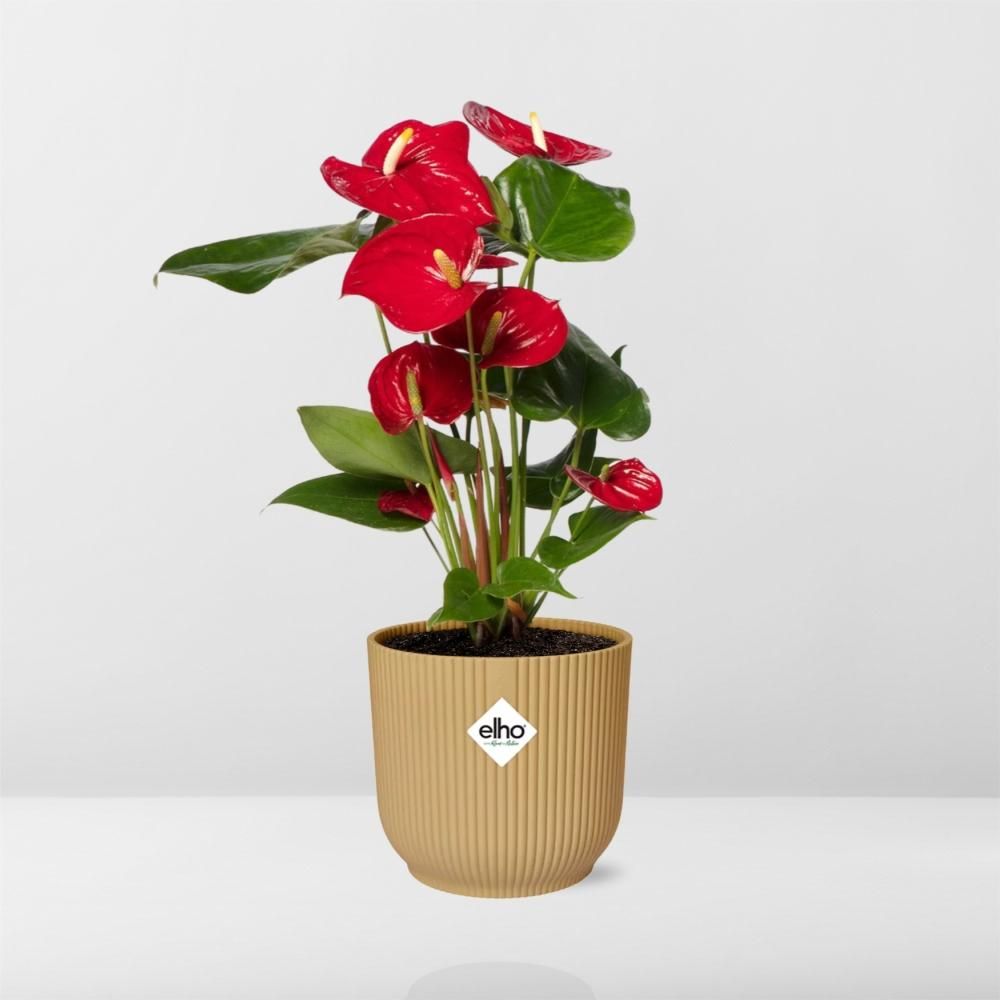 Anthurium Red 12cm in ELHO Vibes Fold 14cm geel (21692)