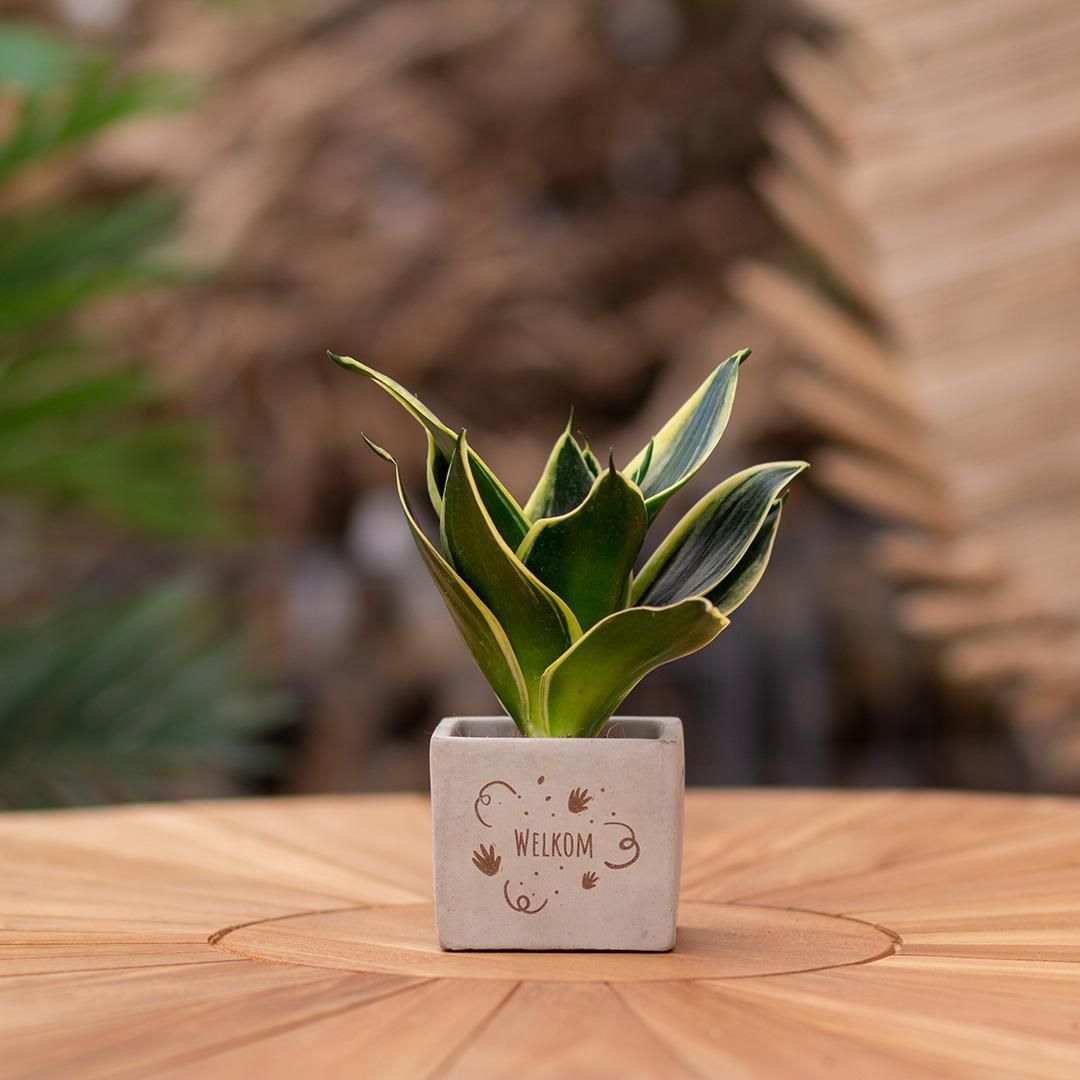 Congreet plantpots + Sansevieria | Welkom (8721225131363)