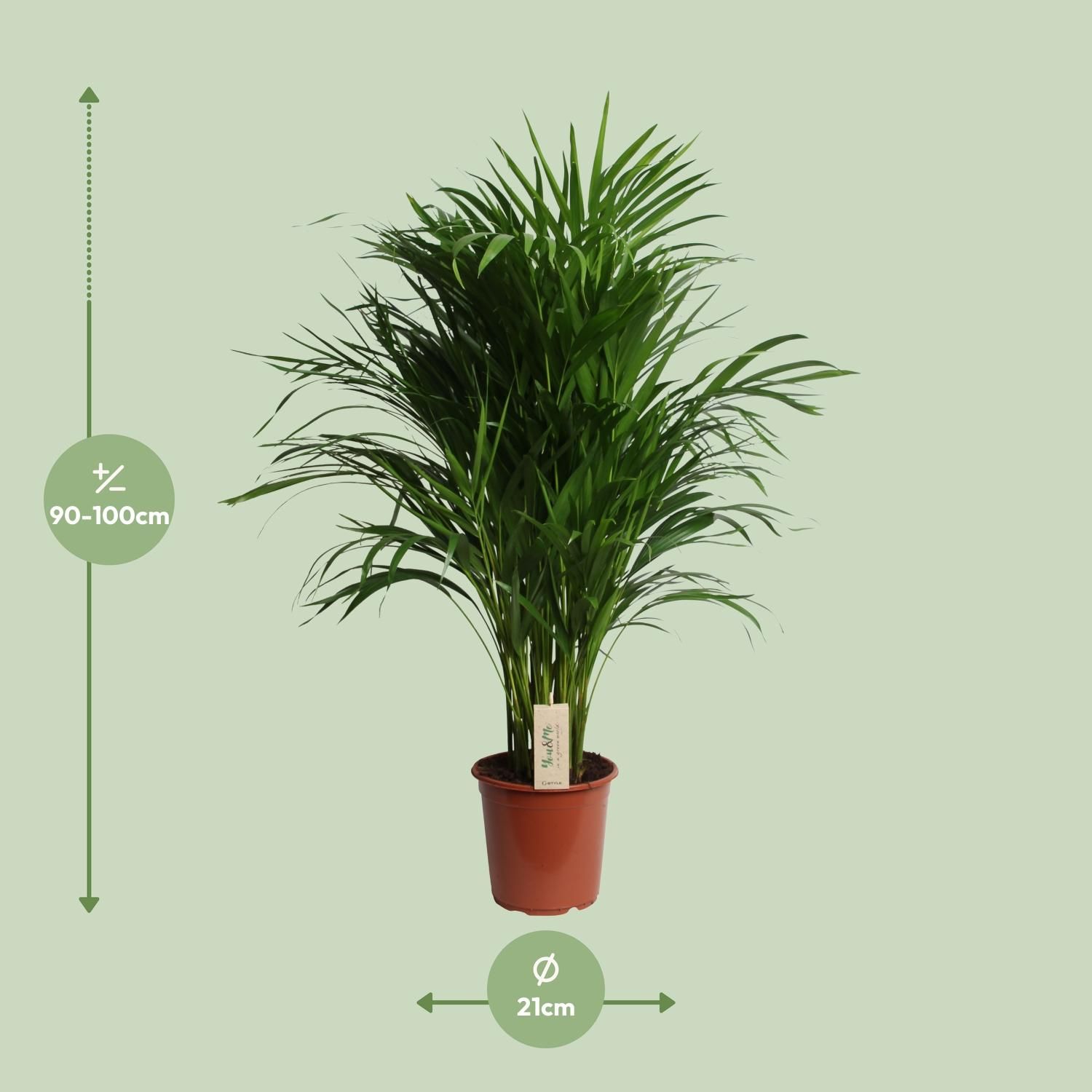 Dypsis Lutescens (Areca) (18889)