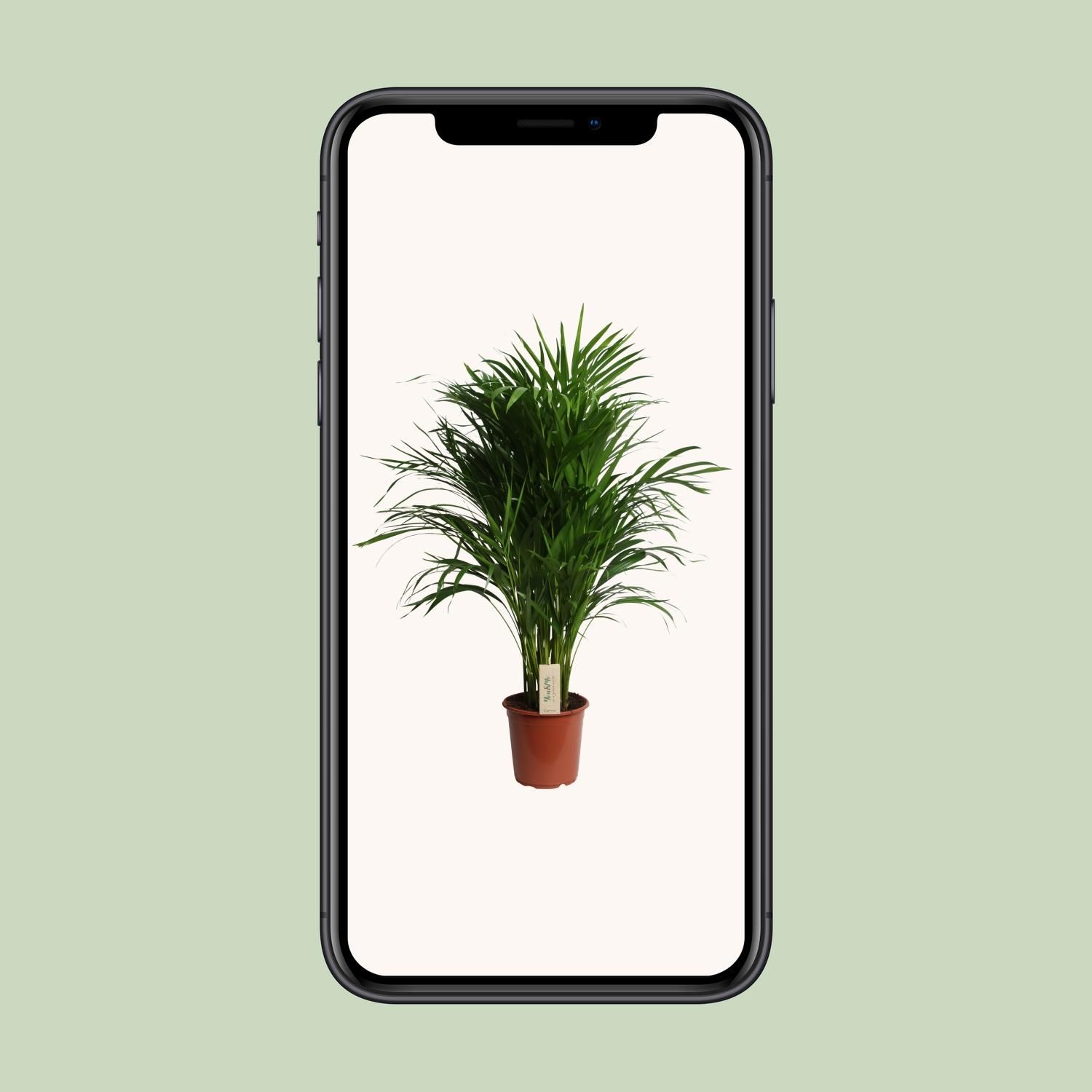 Dypsis Lutescens (Areca) (18889)