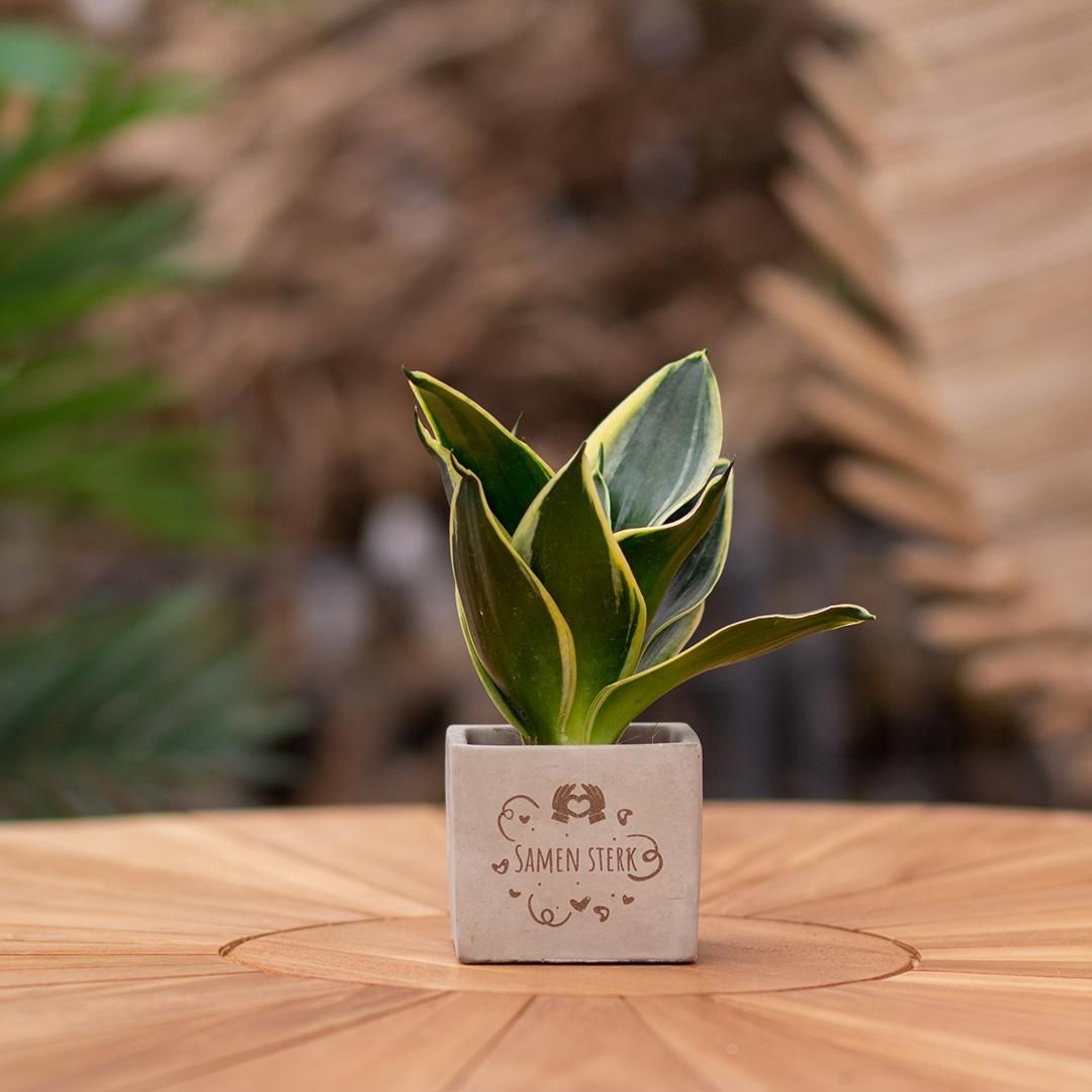 Congreet plantpots + Sansevieria | Samen sterk (8721225131431)