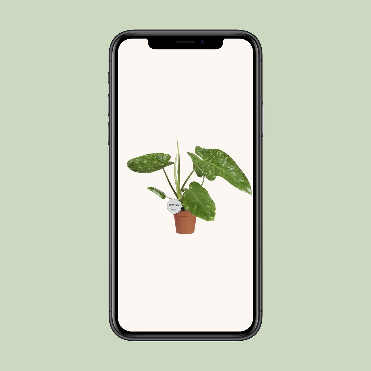 Philodendron Jose Buono (16547)
