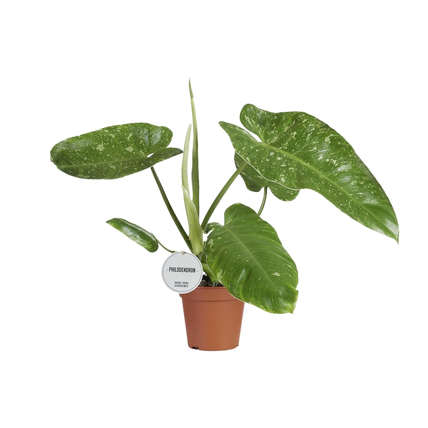 Philodendron Jose Buono (16547)