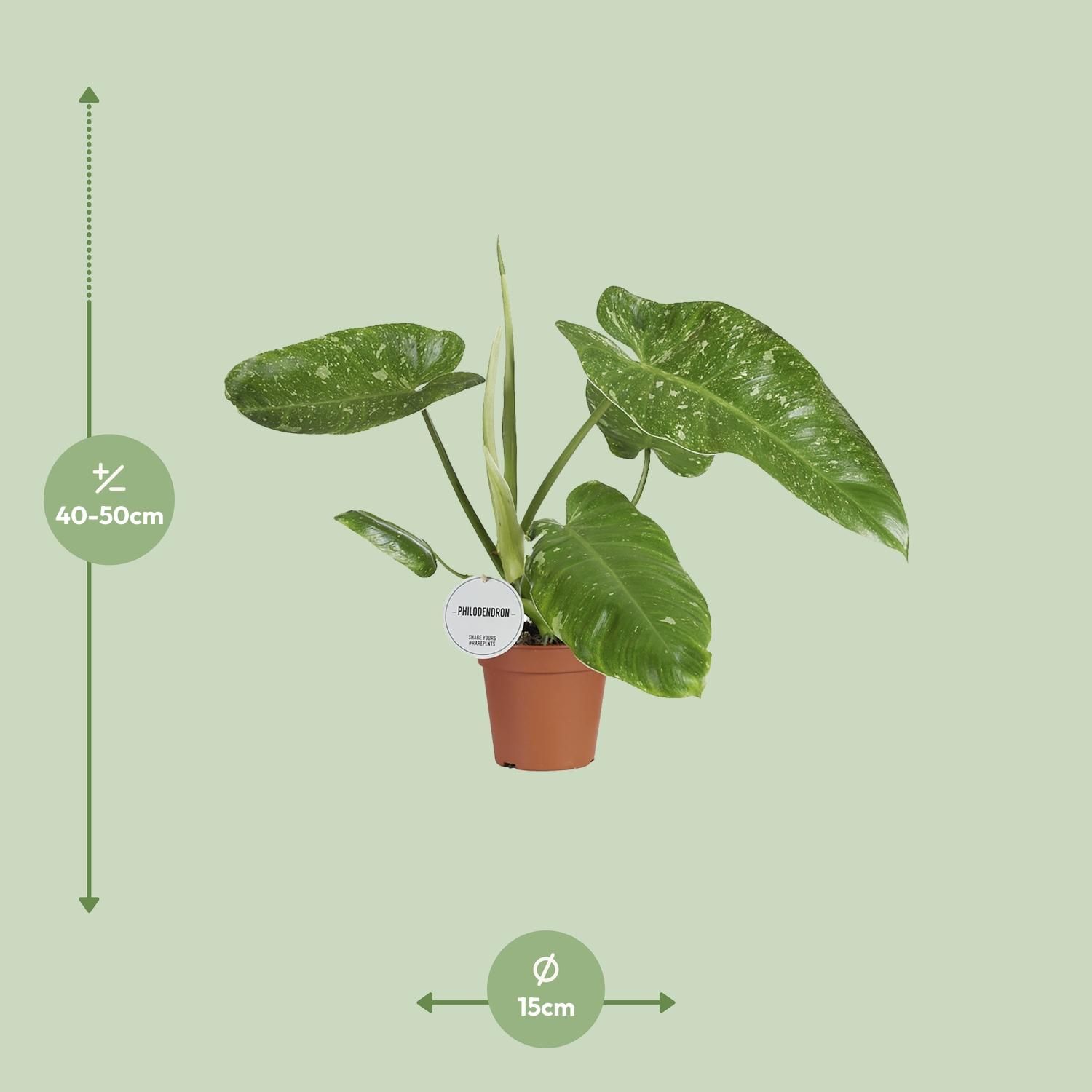 Philodendron Jose Buono (16547)