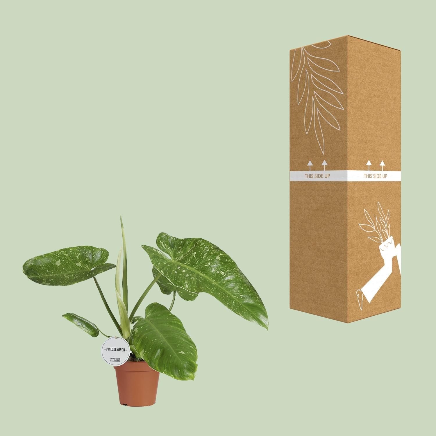 Philodendron Jose Buono (16547)