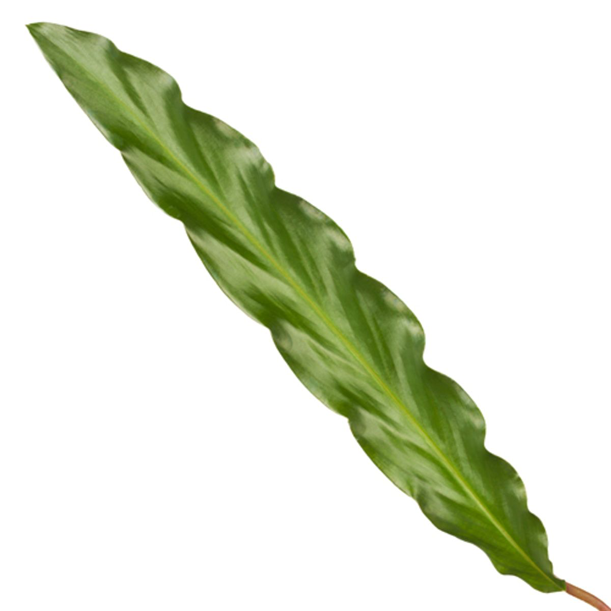 Calathea Elgergrass - 35 cm - Ø12cm (8721081685680)