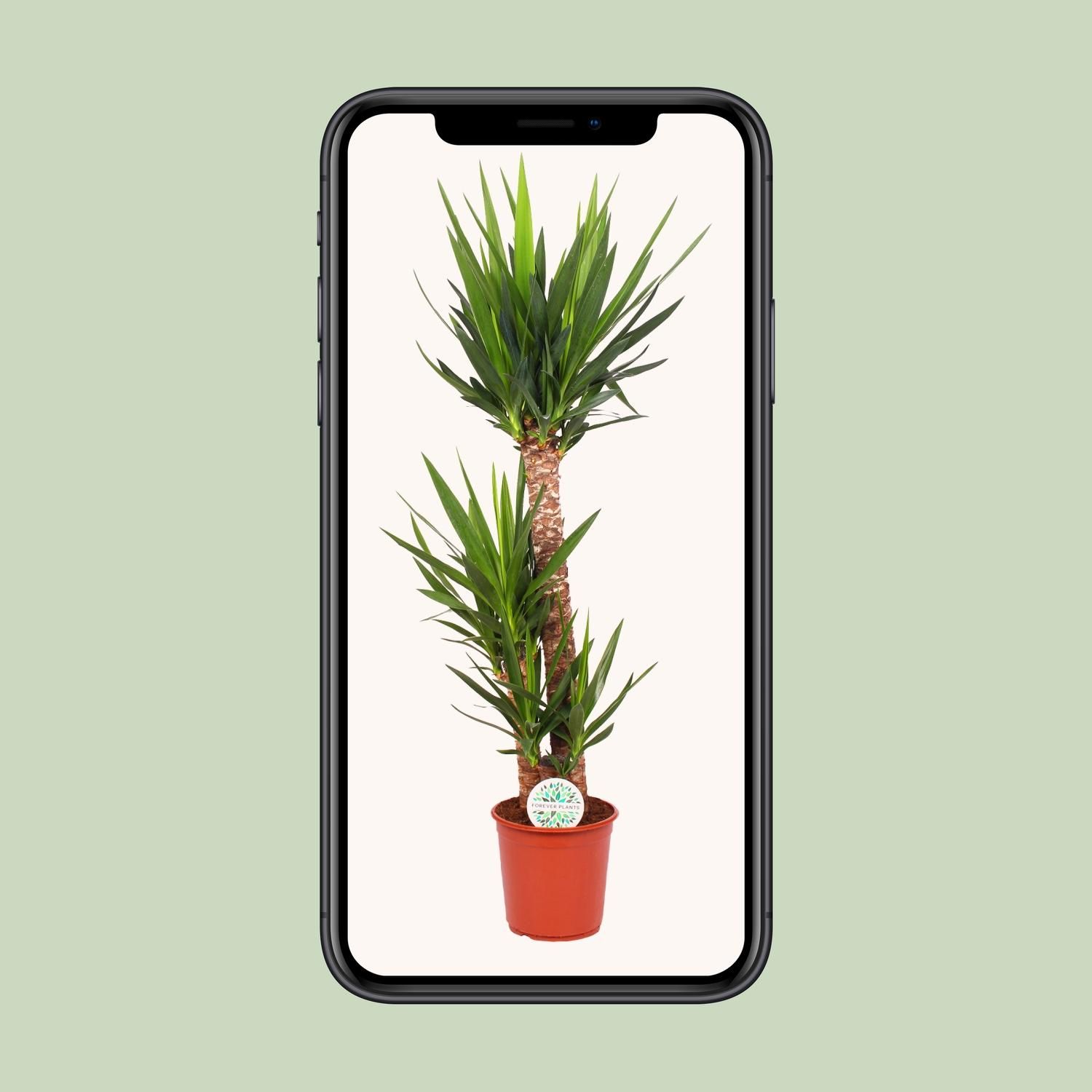 Yucca Elephantipes (15777)