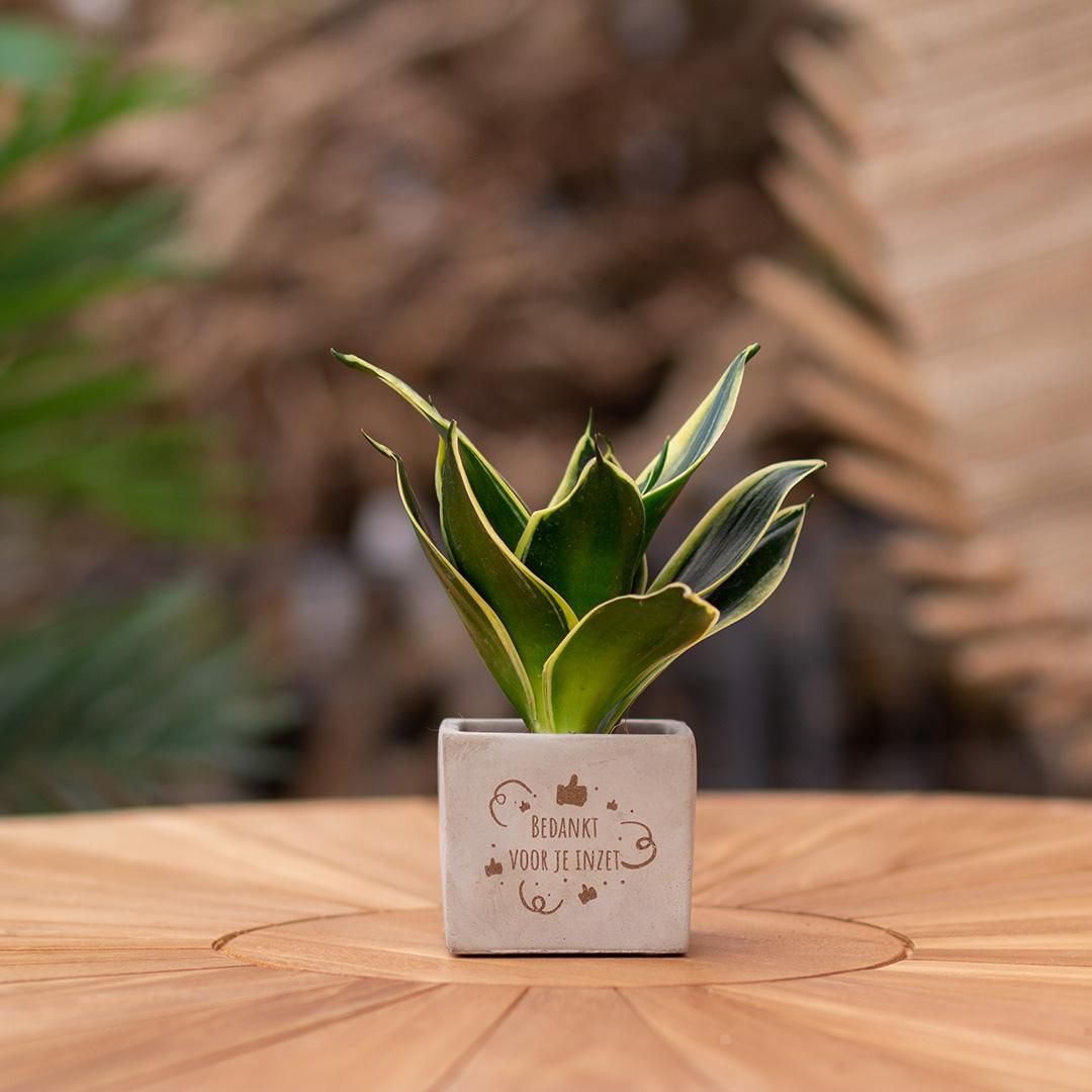Congreet plantpots + Sansevieria | Bedankt voor je inzet (8721225131400)