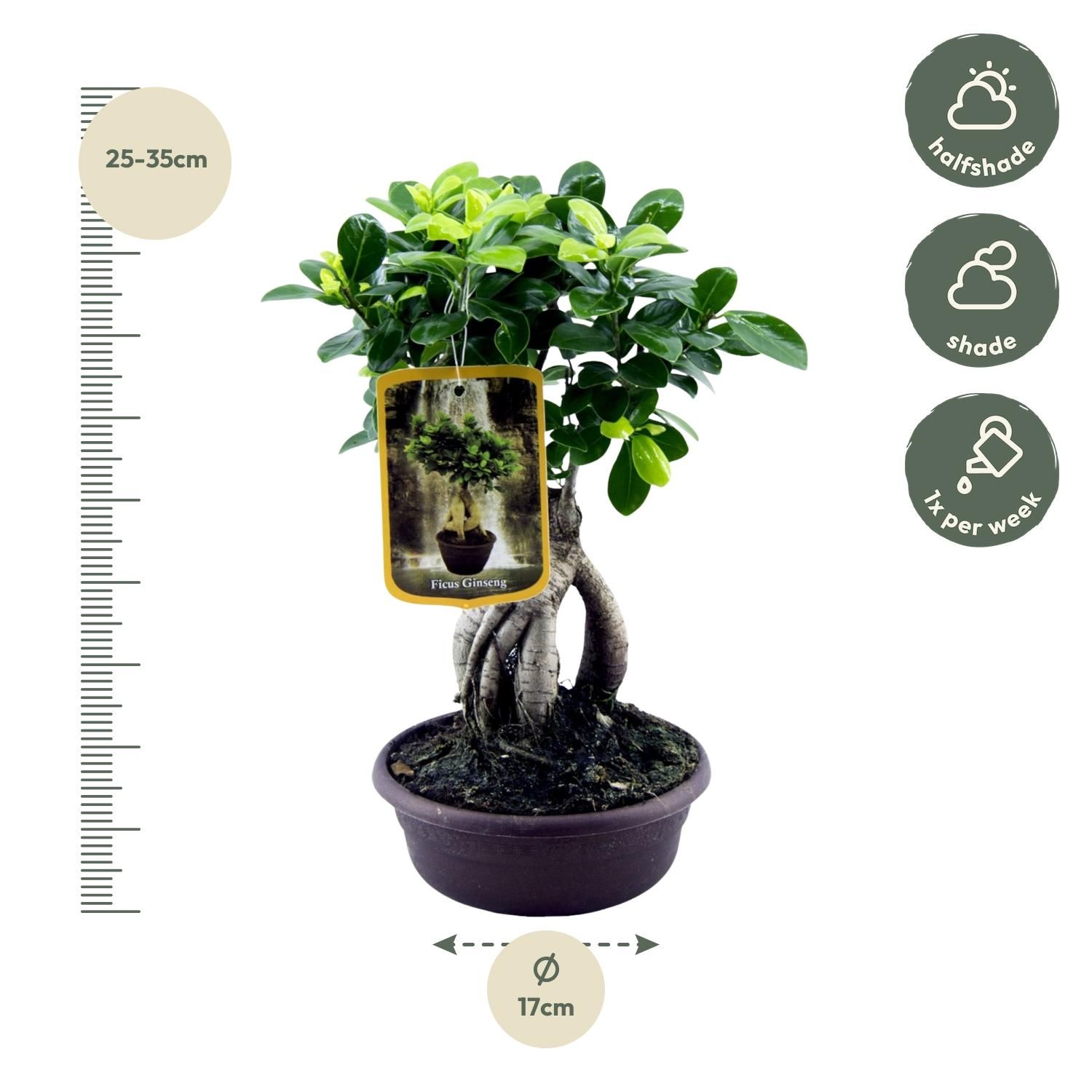 Ficus Microcarpa Ginseng - 30 cm - Ø17cm (8721081685567)