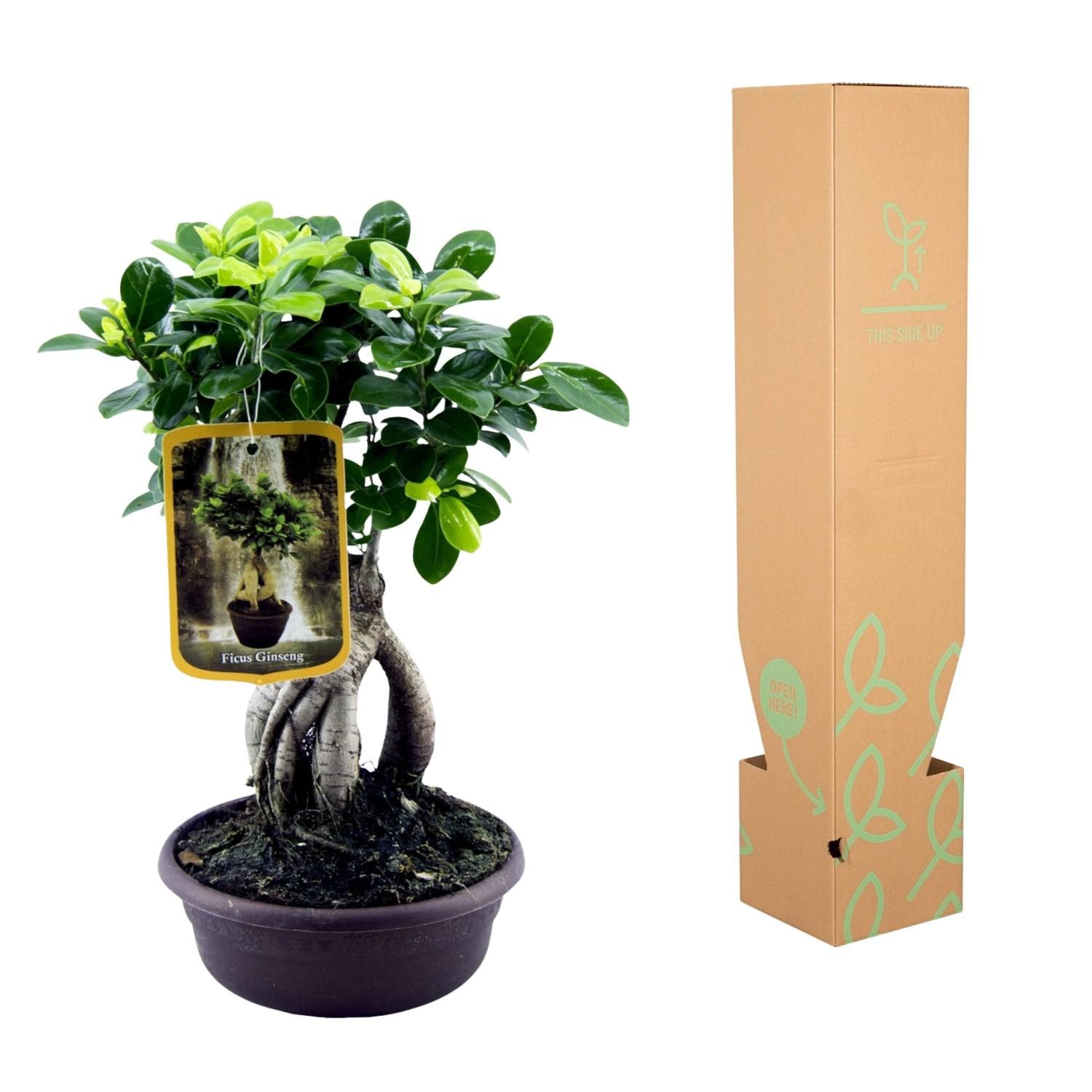 Ficus Microcarpa Ginseng - 30 cm - Ø17cm (8721081685567)