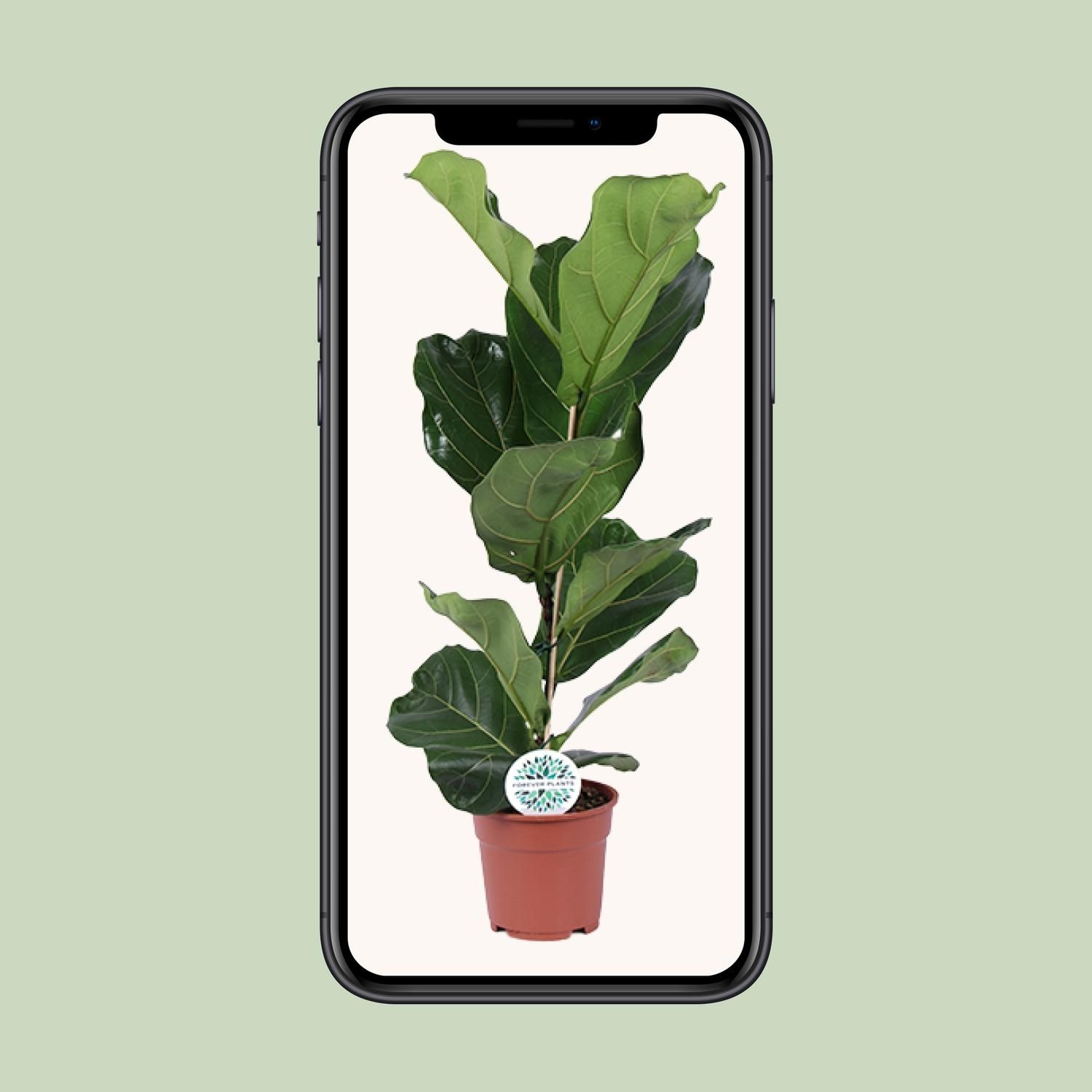 Ficus Lyrata (15925)
