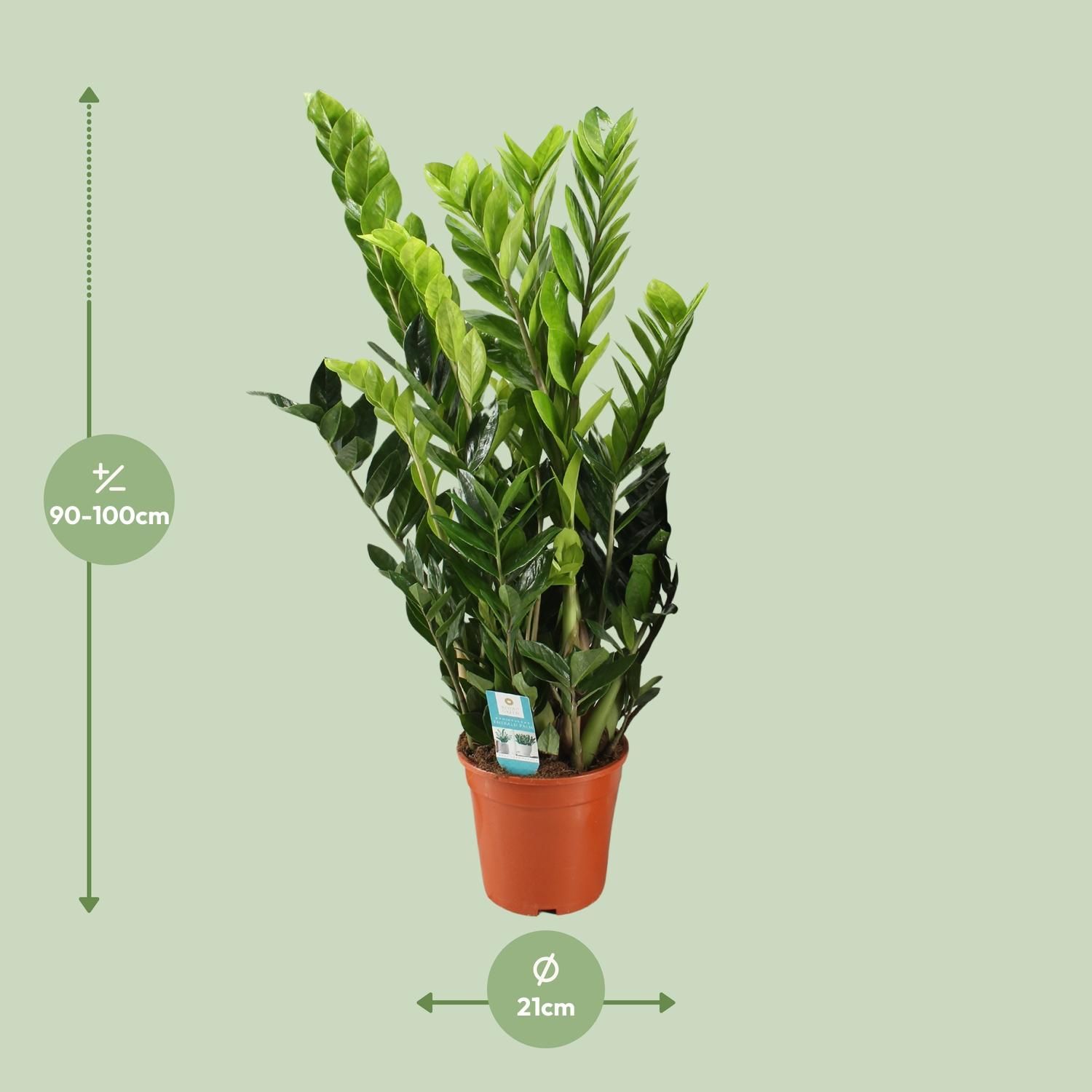 Zamioculcas Zamiifolia (12650)