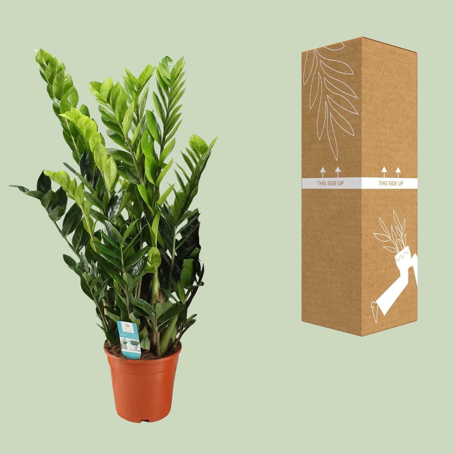 Zamioculcas Zamiifolia (12650)