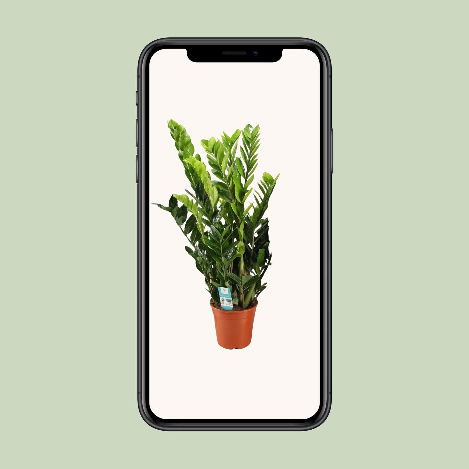 Zamioculcas Zamiifolia (12650)