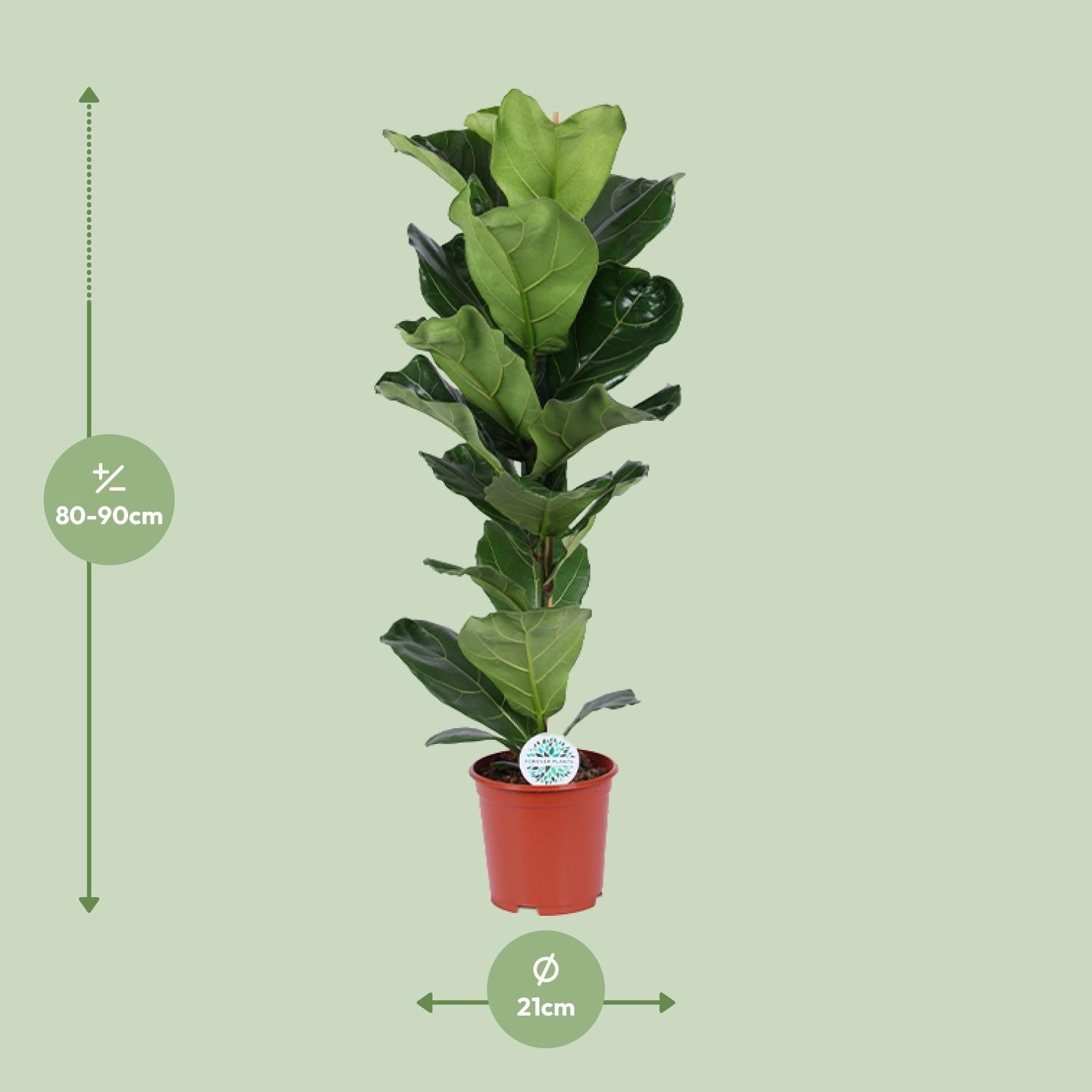 Ficus Lyrata (15787)