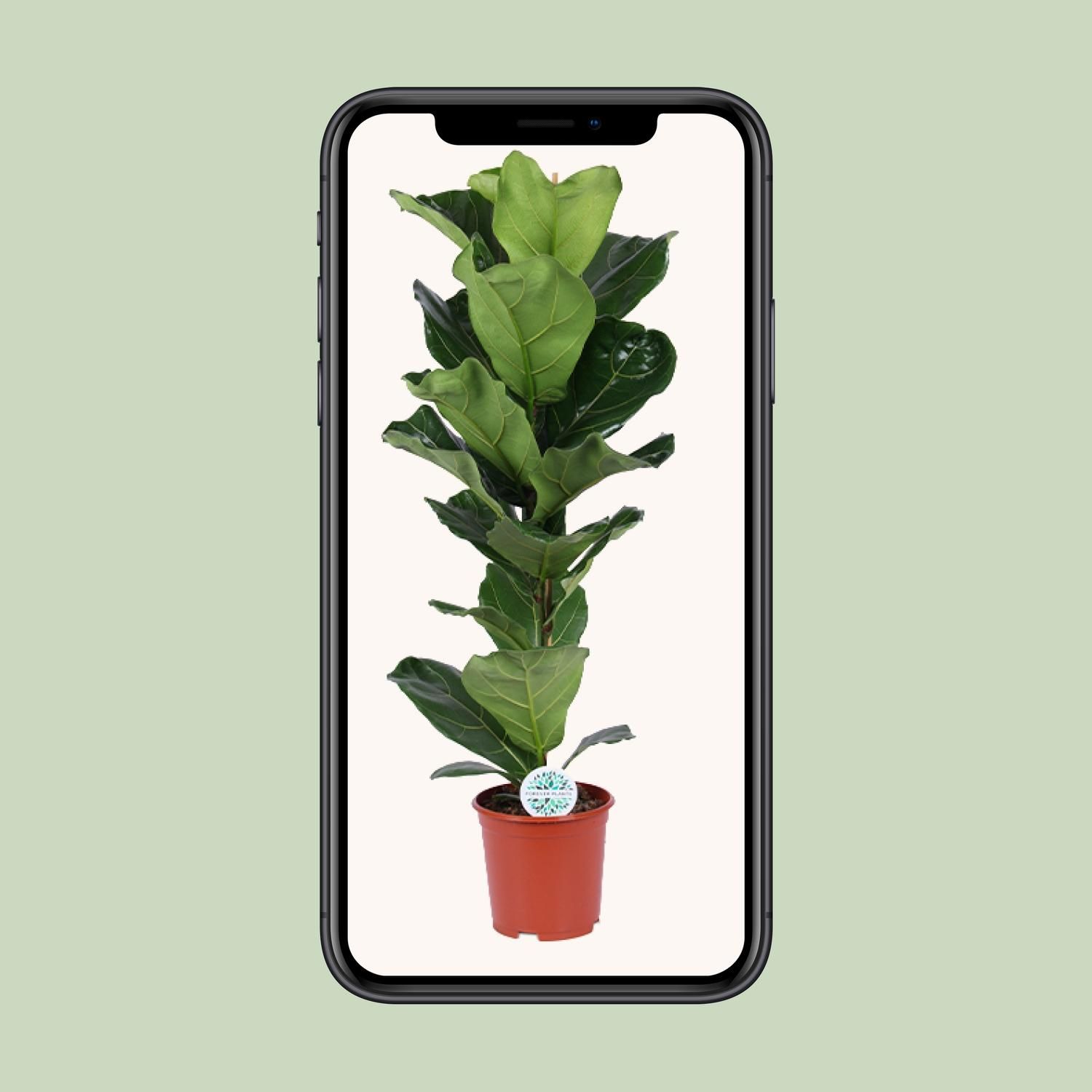 Ficus Lyrata (15787)