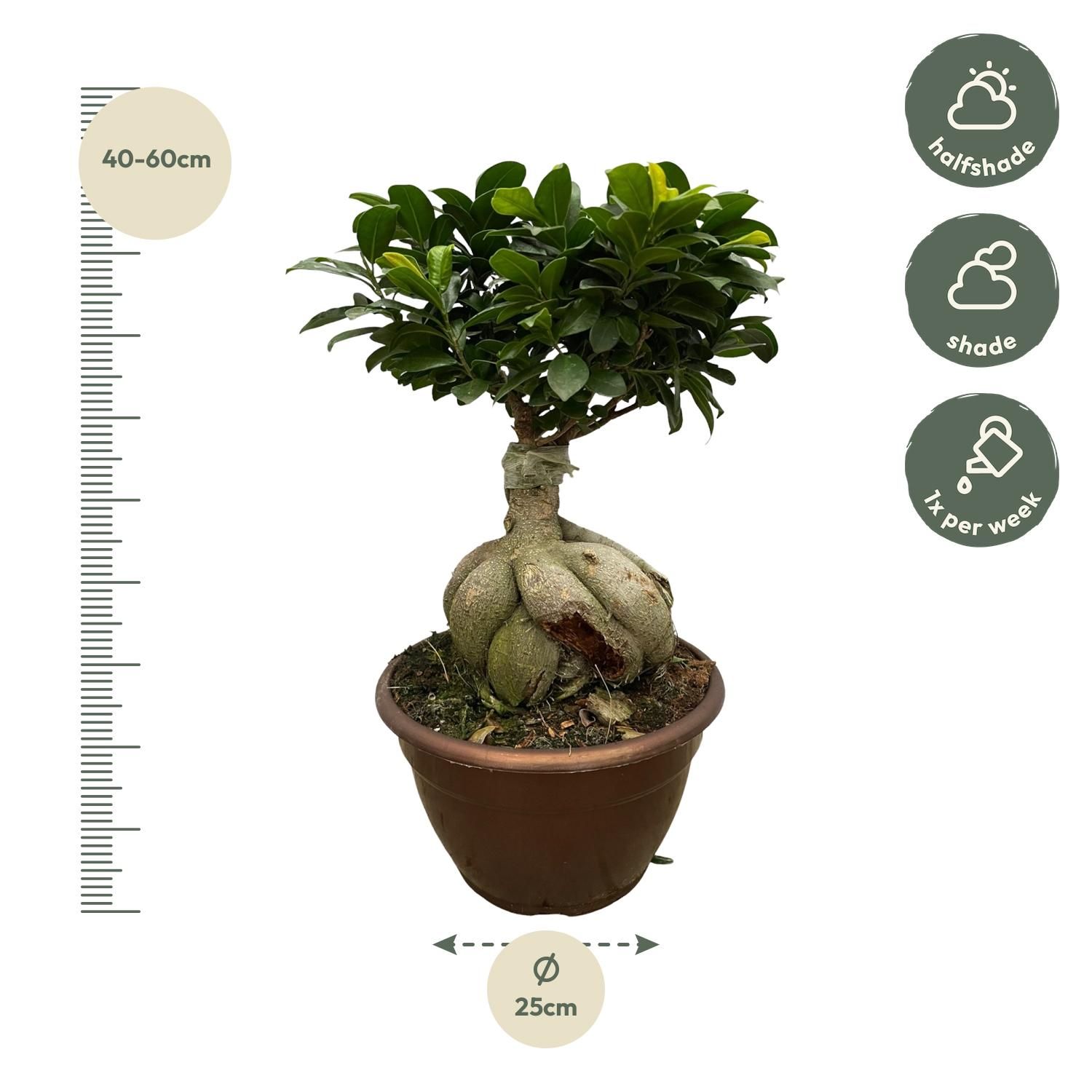 Ficus Microcarpa Ginseng - 50 cm - Ø25cm (8721081685550)