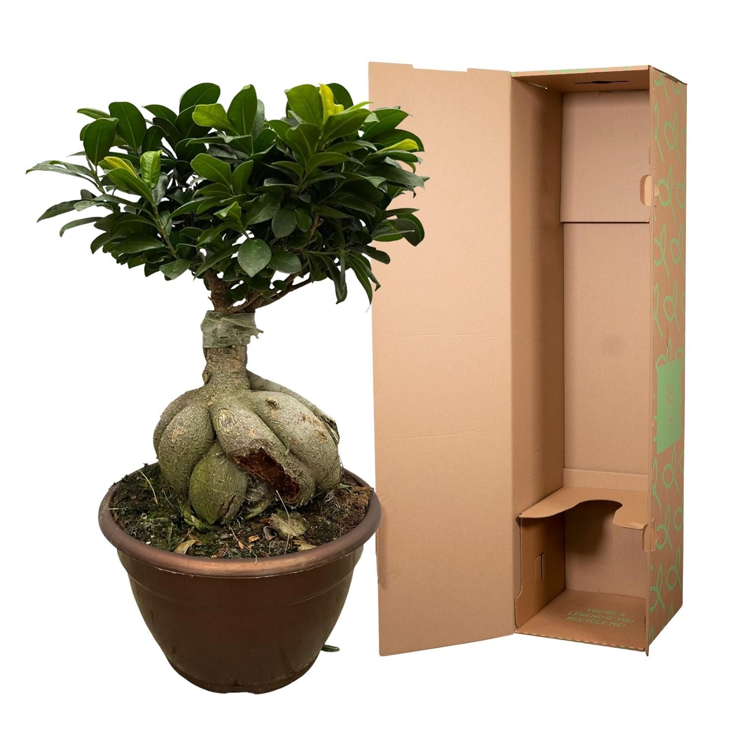 Ficus Microcarpa Ginseng - 50 cm - Ø25cm (8721081685550)