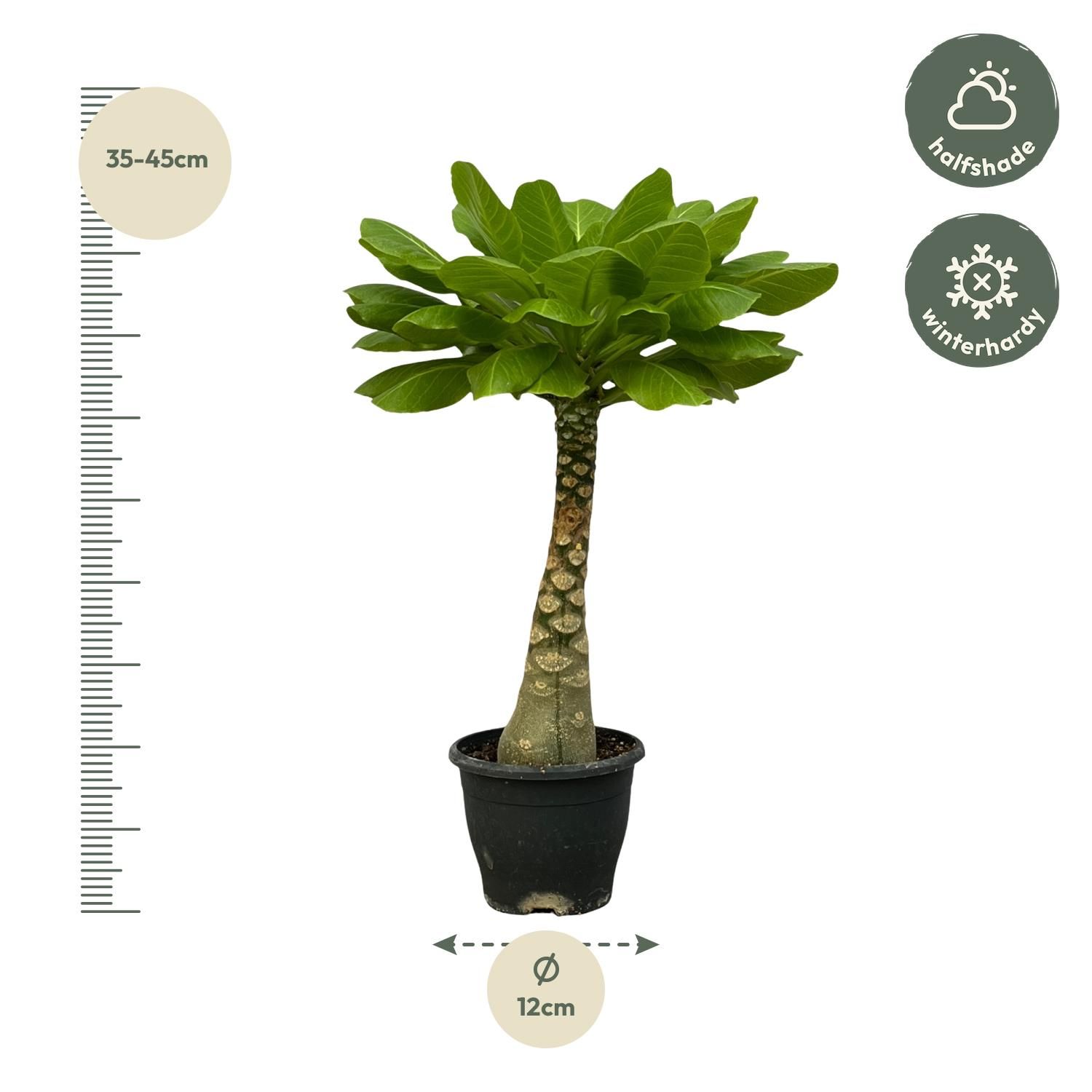 Birghamia Insignis - 25 cm - Ø12cm (8721081685536)