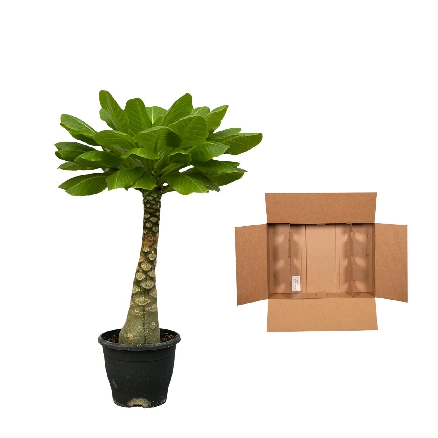 Birghamia Insignis - 25 cm - Ø12cm (8721081685536)