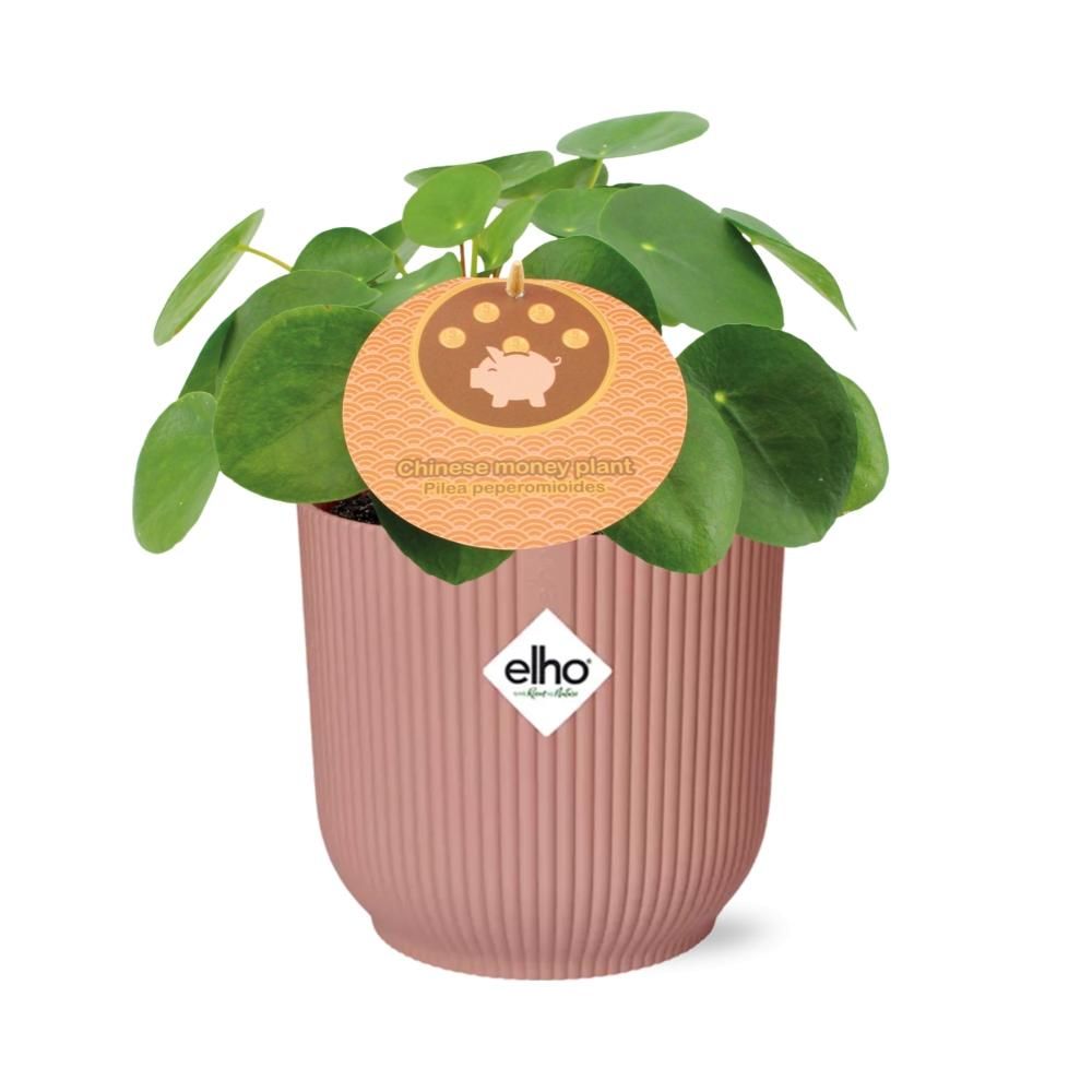 Mother's Day - Pilea Peperomioides 12cm in ELHO Vibes Fold 14cm roze (21723)