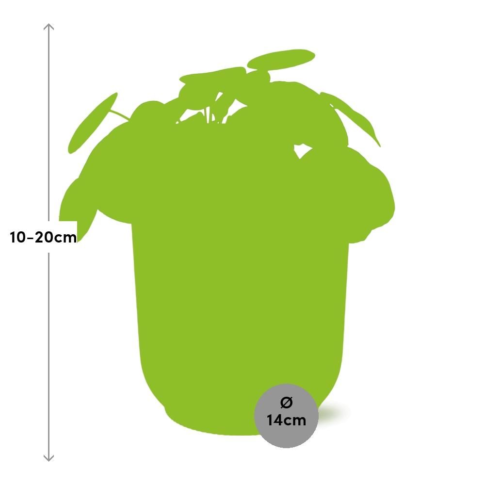 Mother's Day - Pilea Peperomioides 12cm in ELHO Vibes Fold 14cm roze (21723)