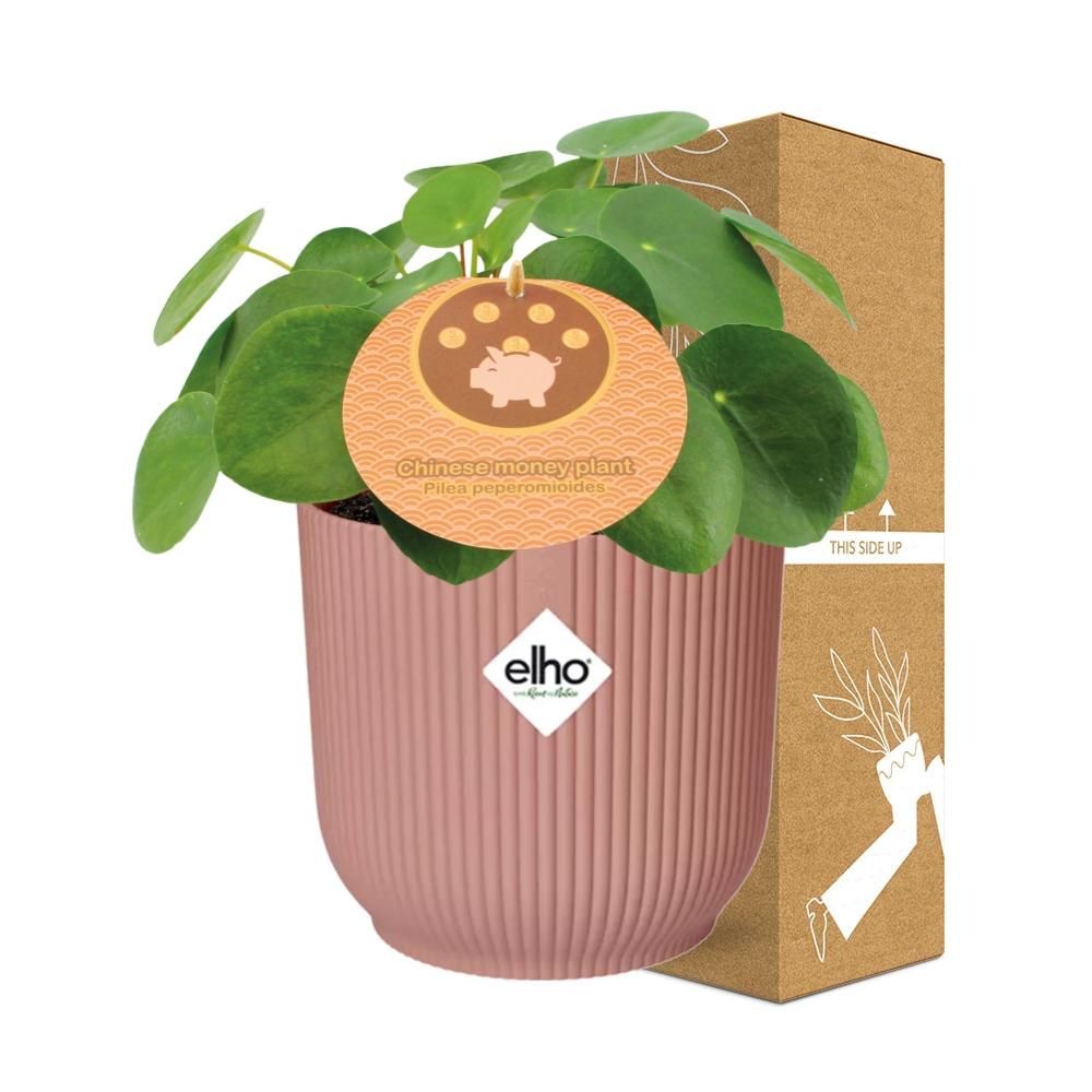 Mother's Day - Pilea Peperomioides 12cm in ELHO Vibes Fold 14cm roze (21723)