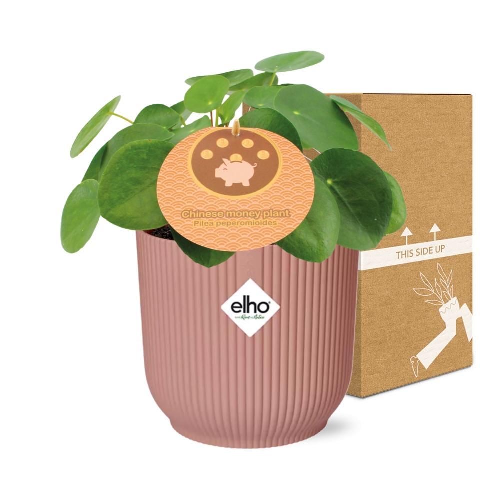 Mother's Day - Pilea Peperomioides 12cm in ELHO Vibes Fold 14cm roze (21723)