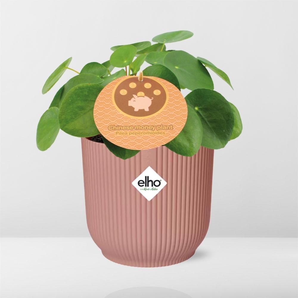 Mother's Day - Pilea Peperomioides 12cm in ELHO Vibes Fold 14cm roze (21723)