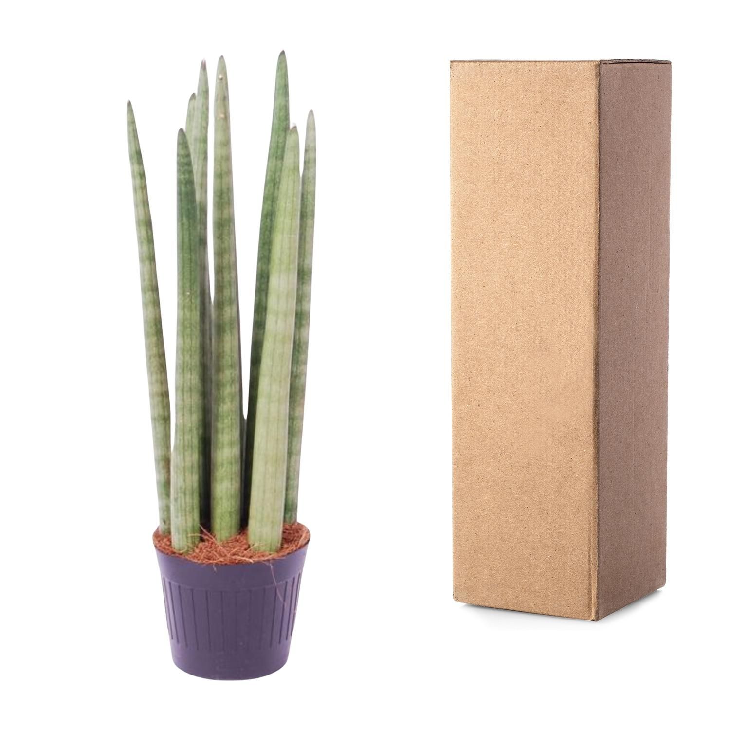 Sansevieria cylindrica 'Spaghetti' - 40 cm - ø10,5 (8721081685086)