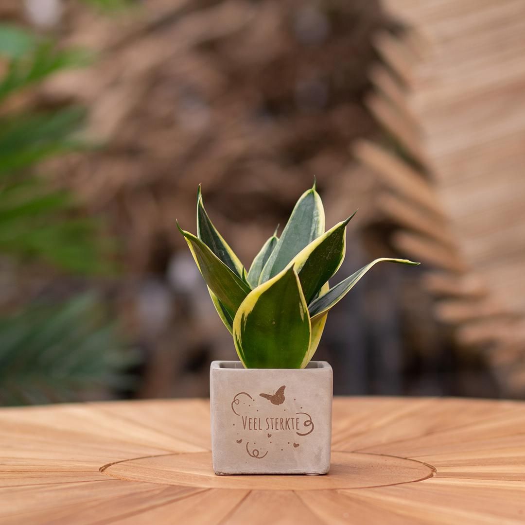 Congreet plantpots + Sansevieria | Veel sterkte (8721225131424)