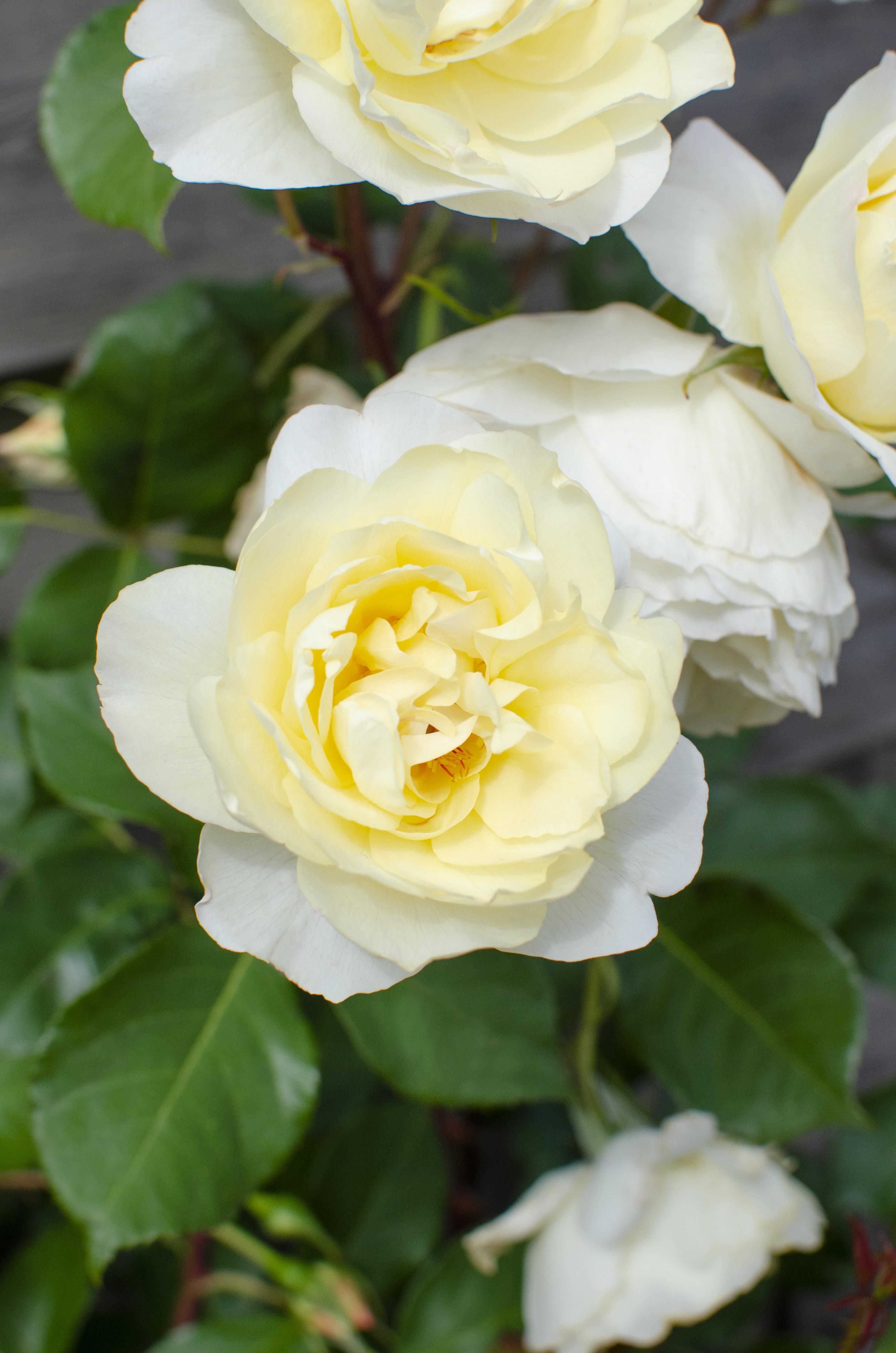 Hoogeveen 3x - Rosa Crazy in love 'Vanilla' - ↨65cm - Ø15 (8720955321211)