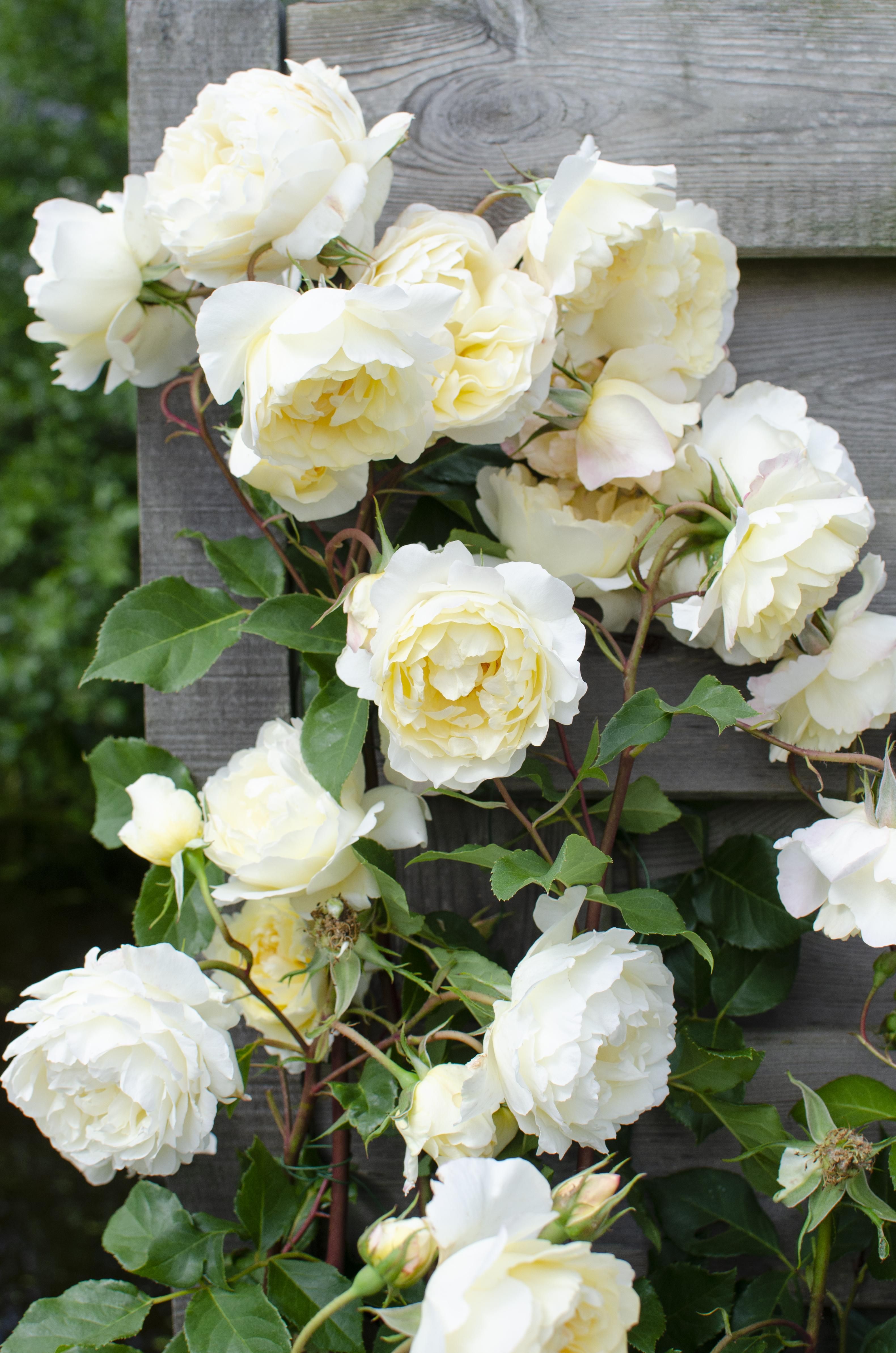 Hoogeveen 3x - Rosa Crazy in love 'Vanilla' - ↨65cm - Ø15 (8720955321211)